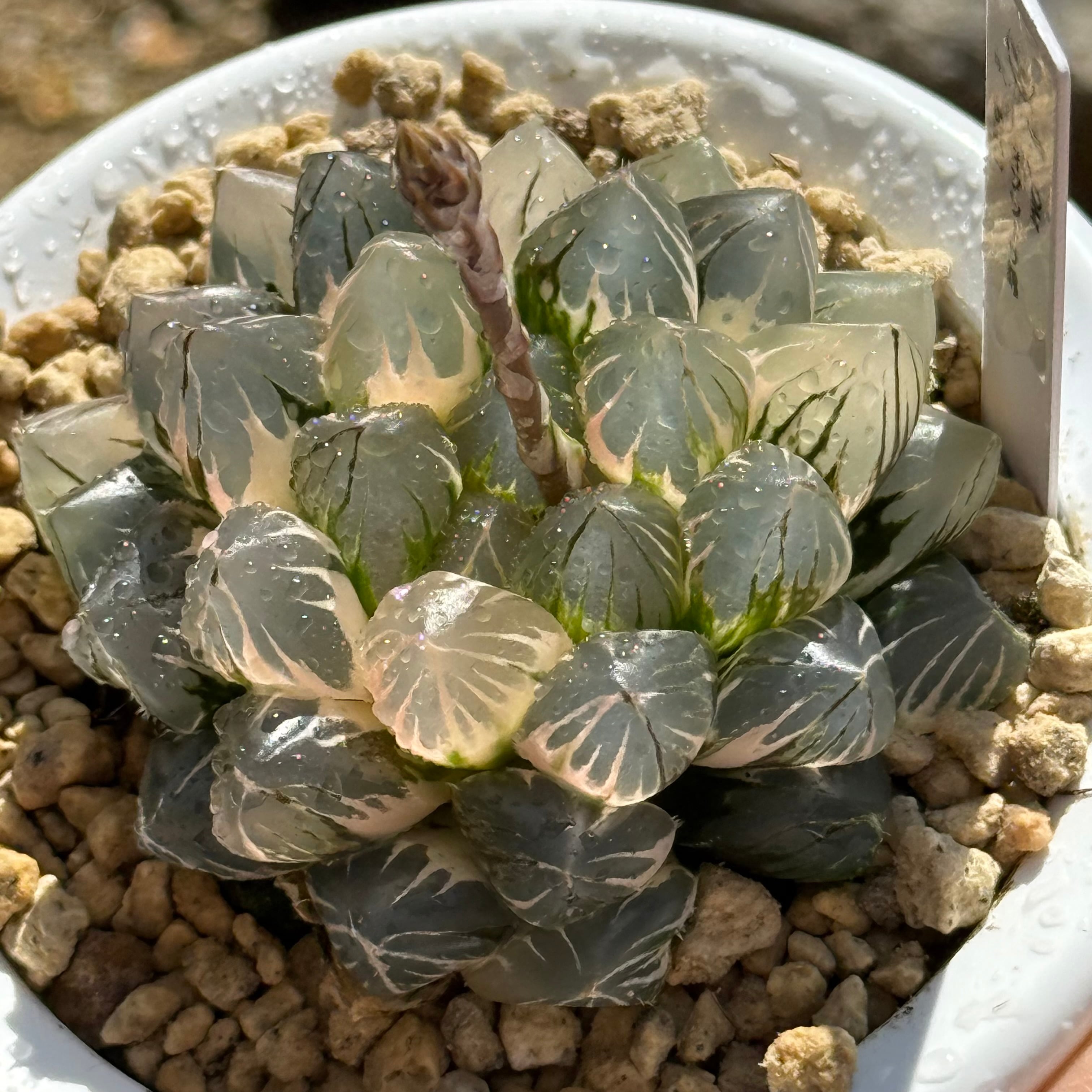 多肉植物 エボニー黒檀 厳選 大苗 韓国苗 美苗 # | PAY ID