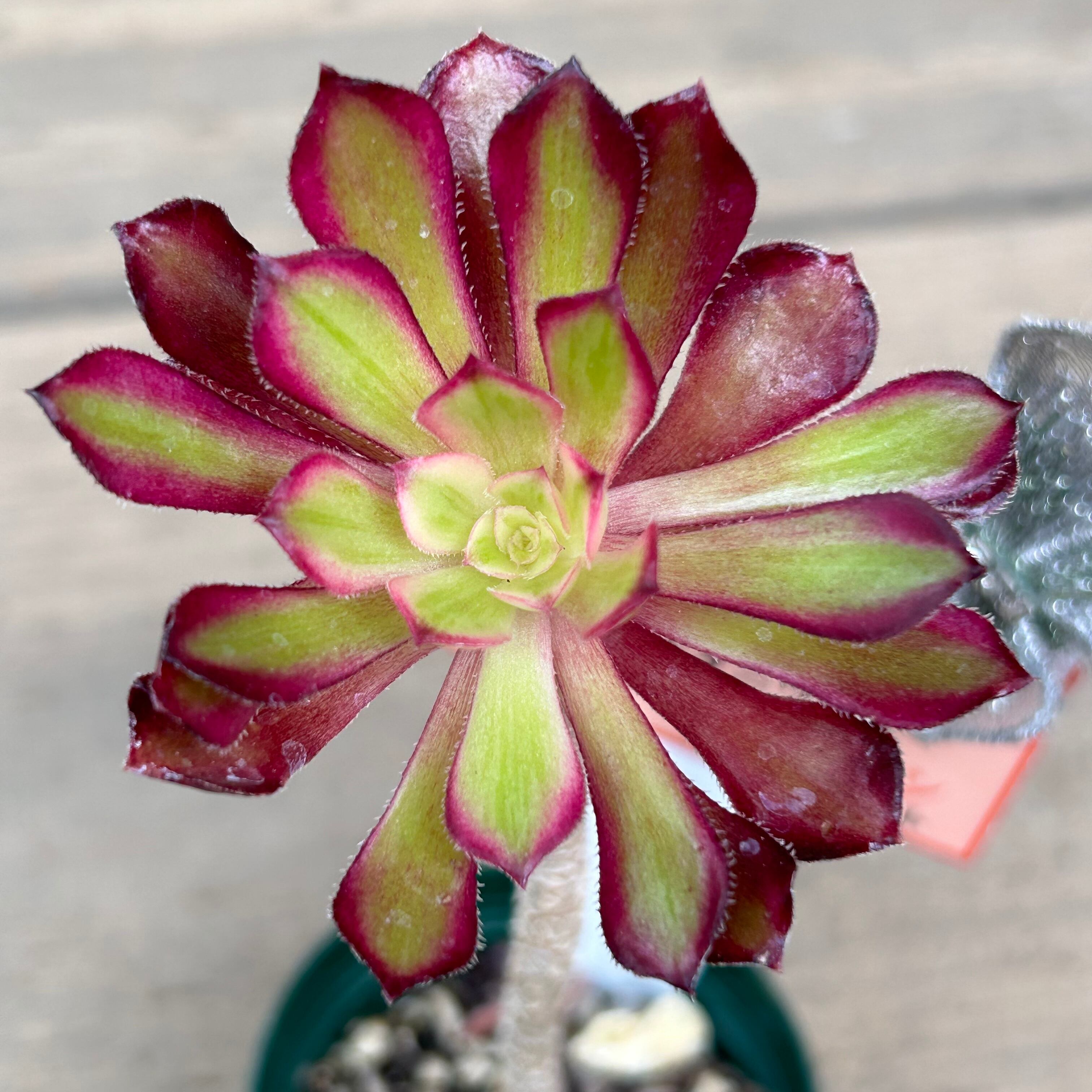 多肉植物・観葉植物・アエオニウム属・パフ・大!大!群生・抜き 多肉植物・観葉植物・アエオニウム属・パフ・大!大!群生・抜き