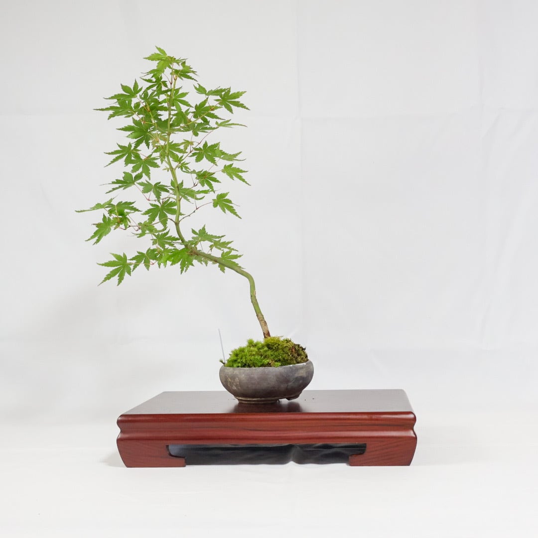 盆栽　山もみじ hb0024i-01-a.jpg