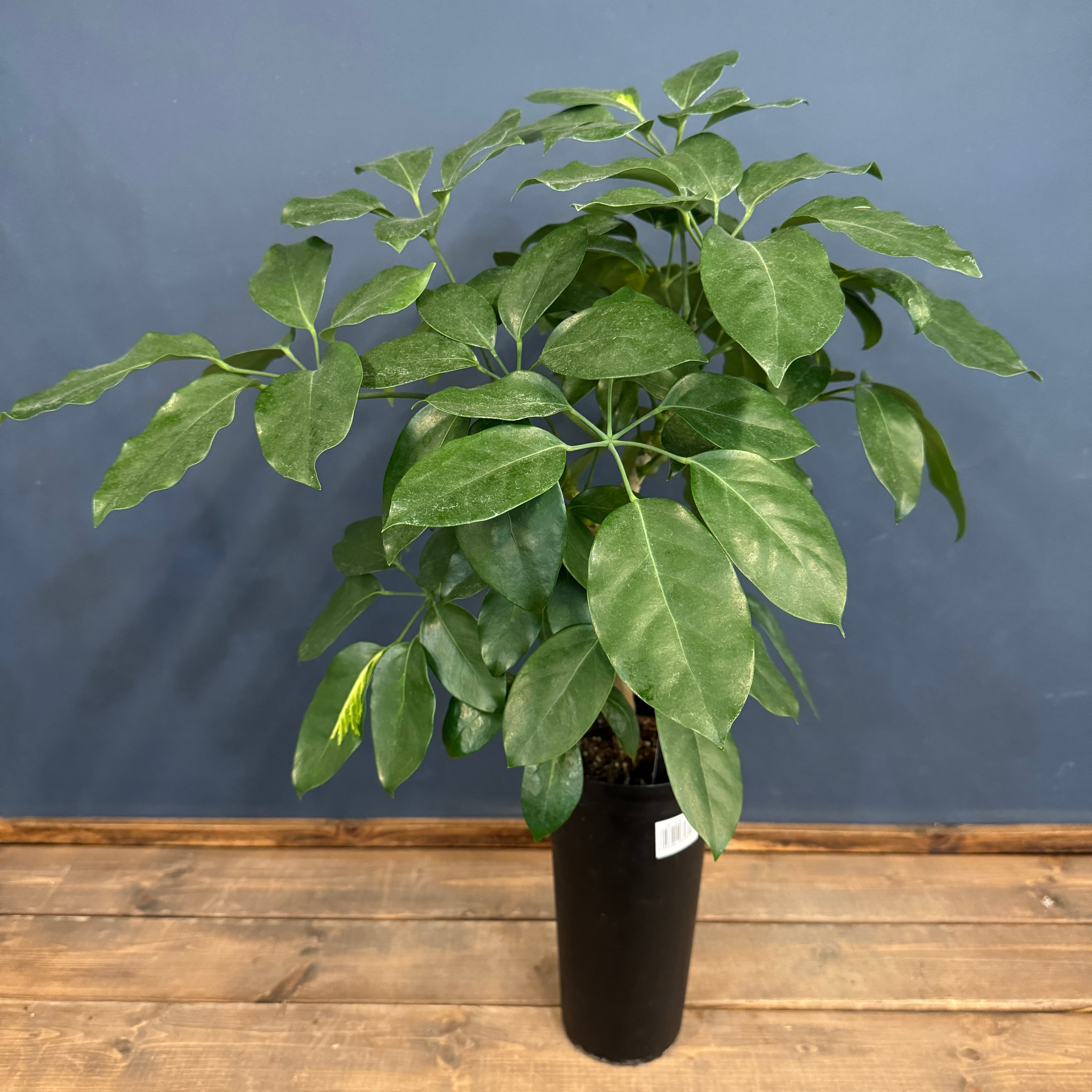 シェフレラ　エリプティカ　斑入り　古木 シェフレラ エリプティカ【1042】 | PROTOLEAF プロトリーフ