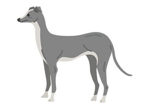 イタリアングレーハウンドのイラスト | イラストセンター有料素材販売