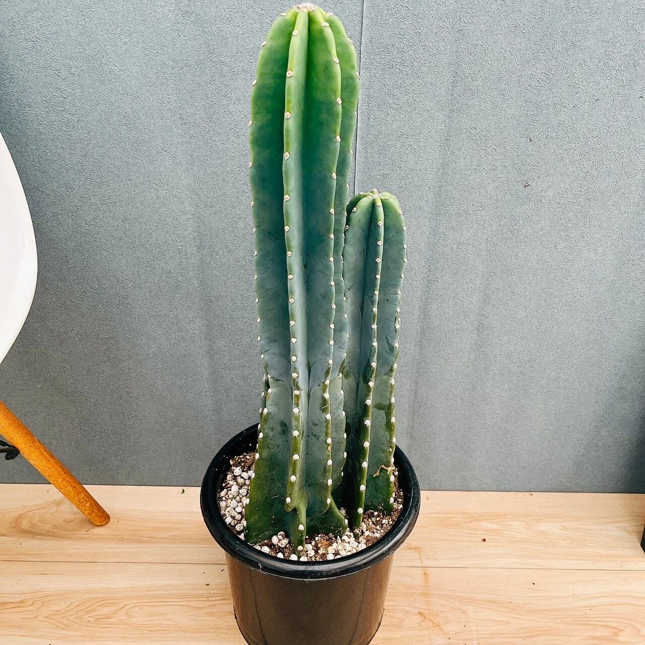 現品］10番 柱サボテン 鬼面角 3本立て 8号 観葉植物 多肉植物