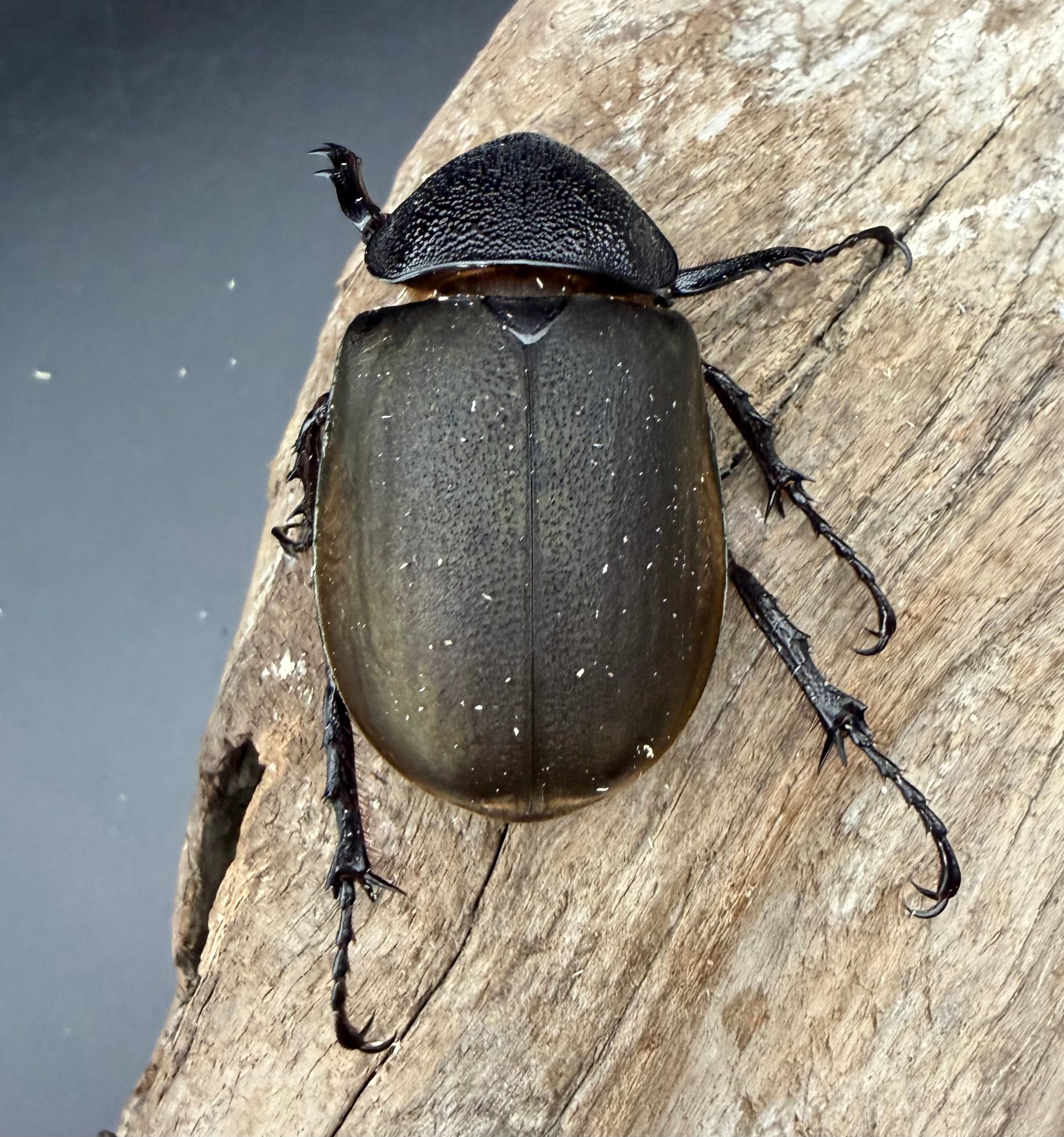 WD】《ジャワコーカサスオオカブト 104.5mm A'品ペア》 | KPW公式