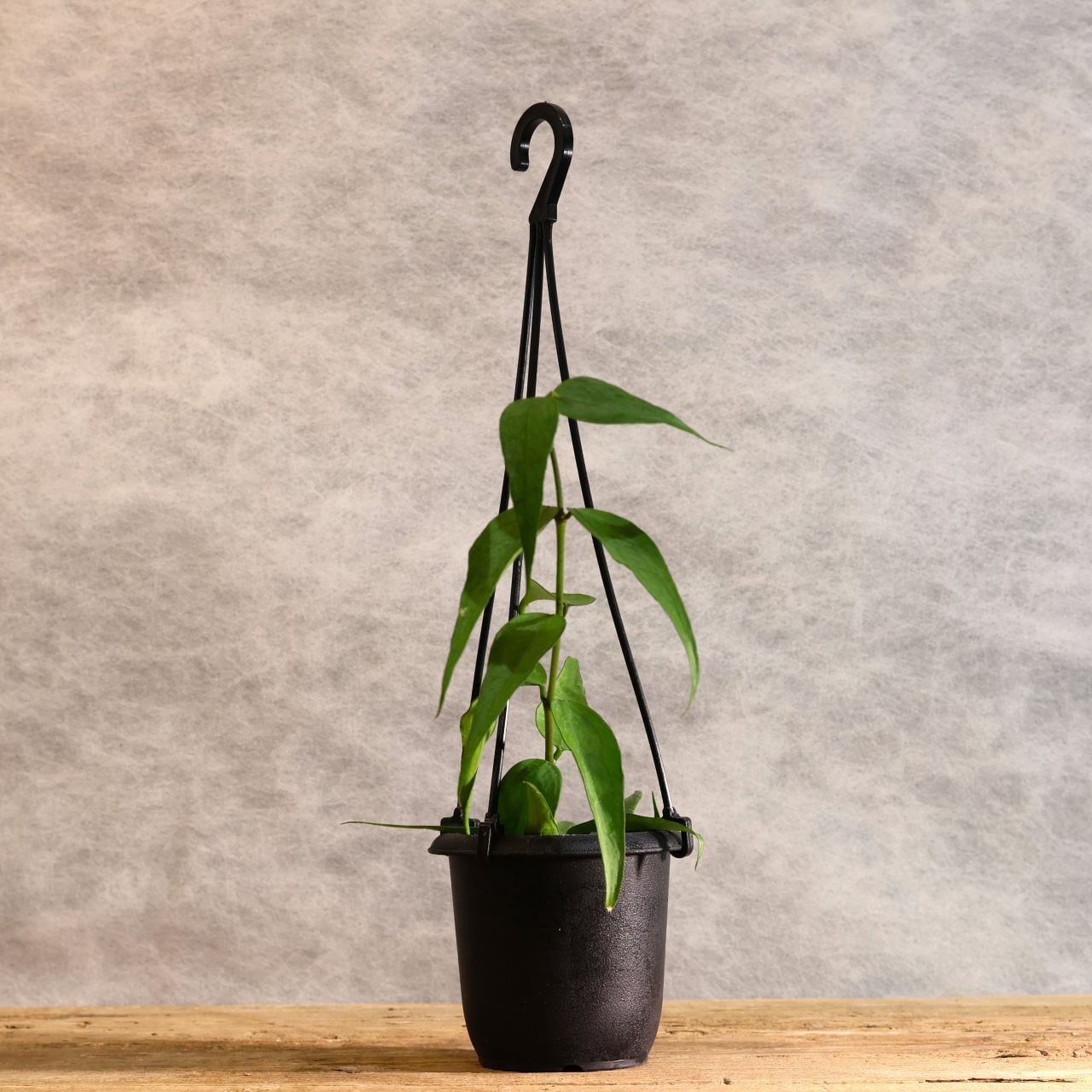 275『ホヤ パンデュラータ Hoya pandurata』｜観葉植物【送料無料