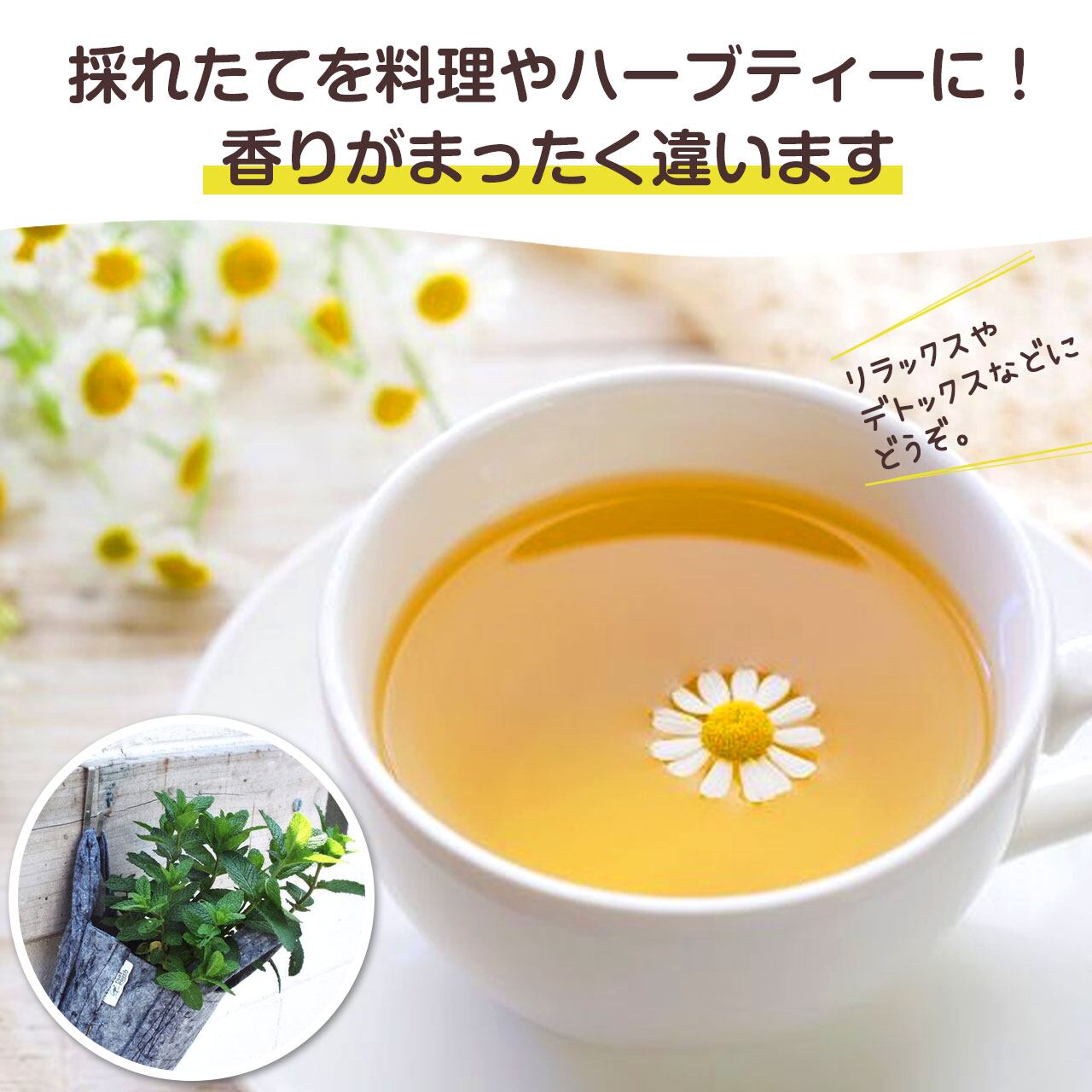 ハーブ 苗 セット 5個 | ハーブ苗のポタジェガーデン 本店