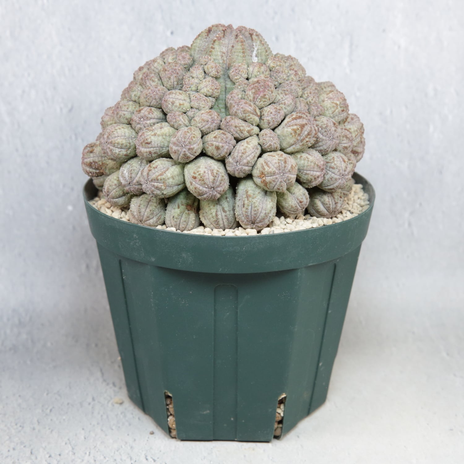 極レア ユーフォルビア オベサ 子吹き 特白 isla del pescado - Euphorbia obesa-仔吹きオベサ