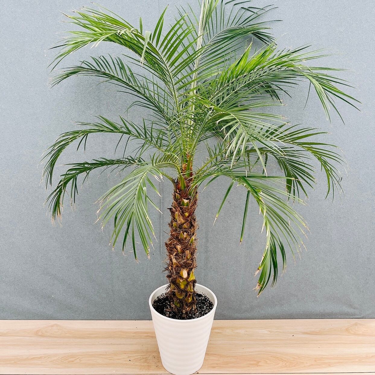 現品］21番 フェニックスロベレニー 8号 観葉植物 室内 ヤシ 南国風