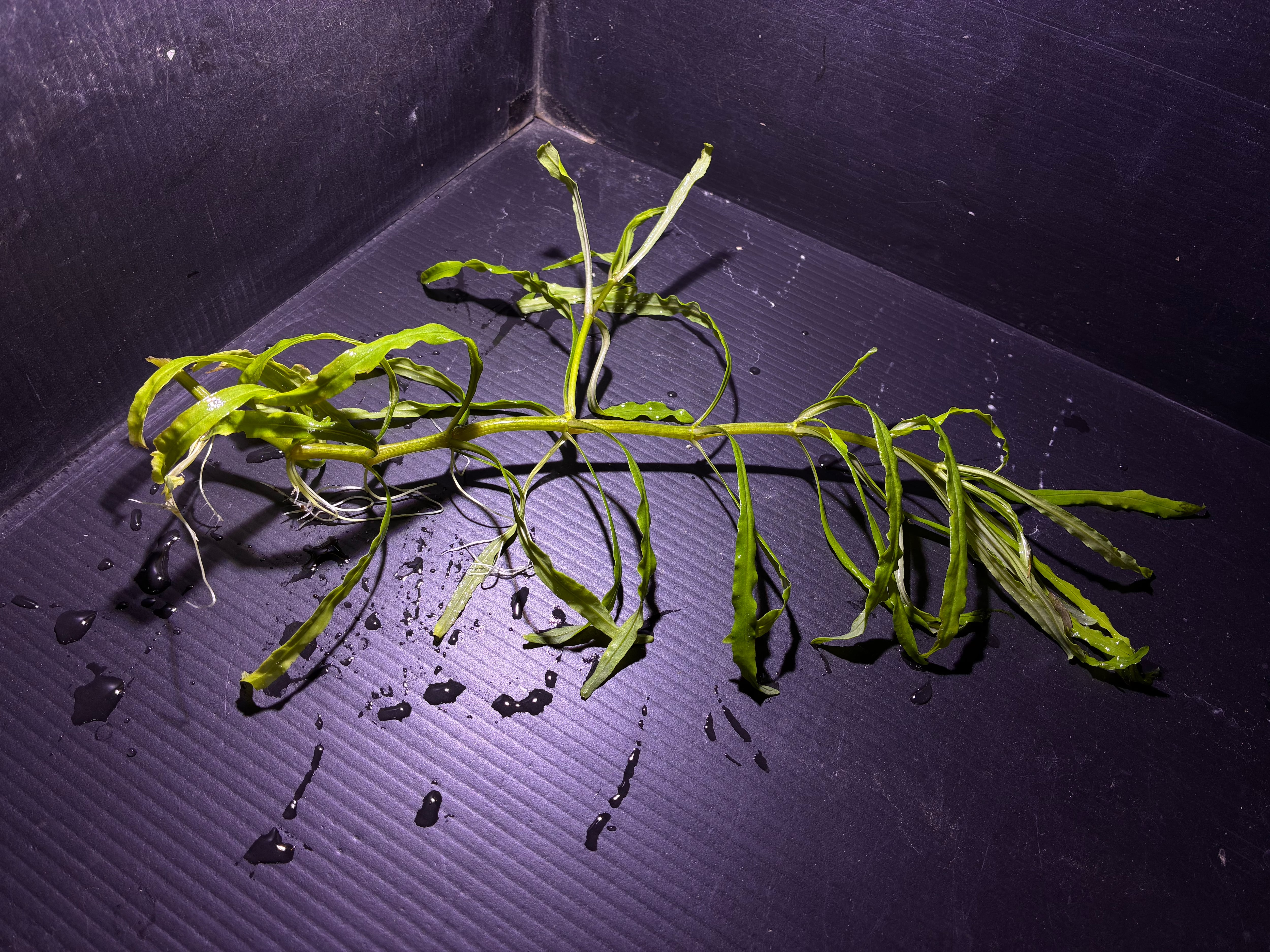 水草・観葉植物 | AquaFocus