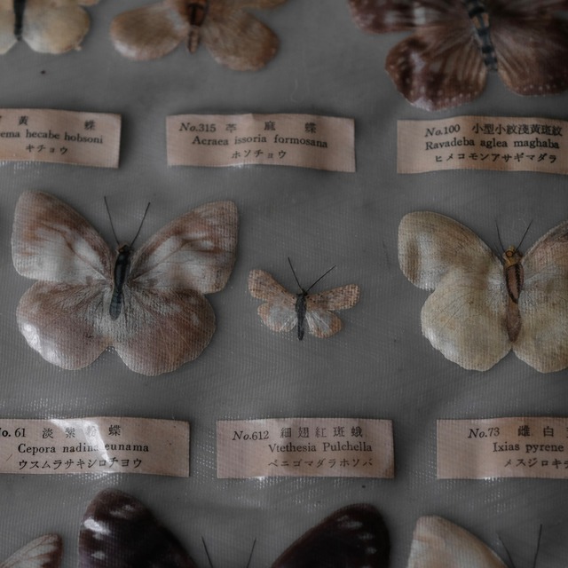 Butterfly specimens