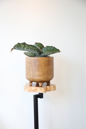 【S】サンスベリア ドラゴンウィング/Sansevieria ※天然木鉢カバー別売り
