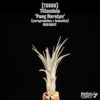 【送料無料】'Pang Maralyn'〔エアプランツ〕現品発送T5580