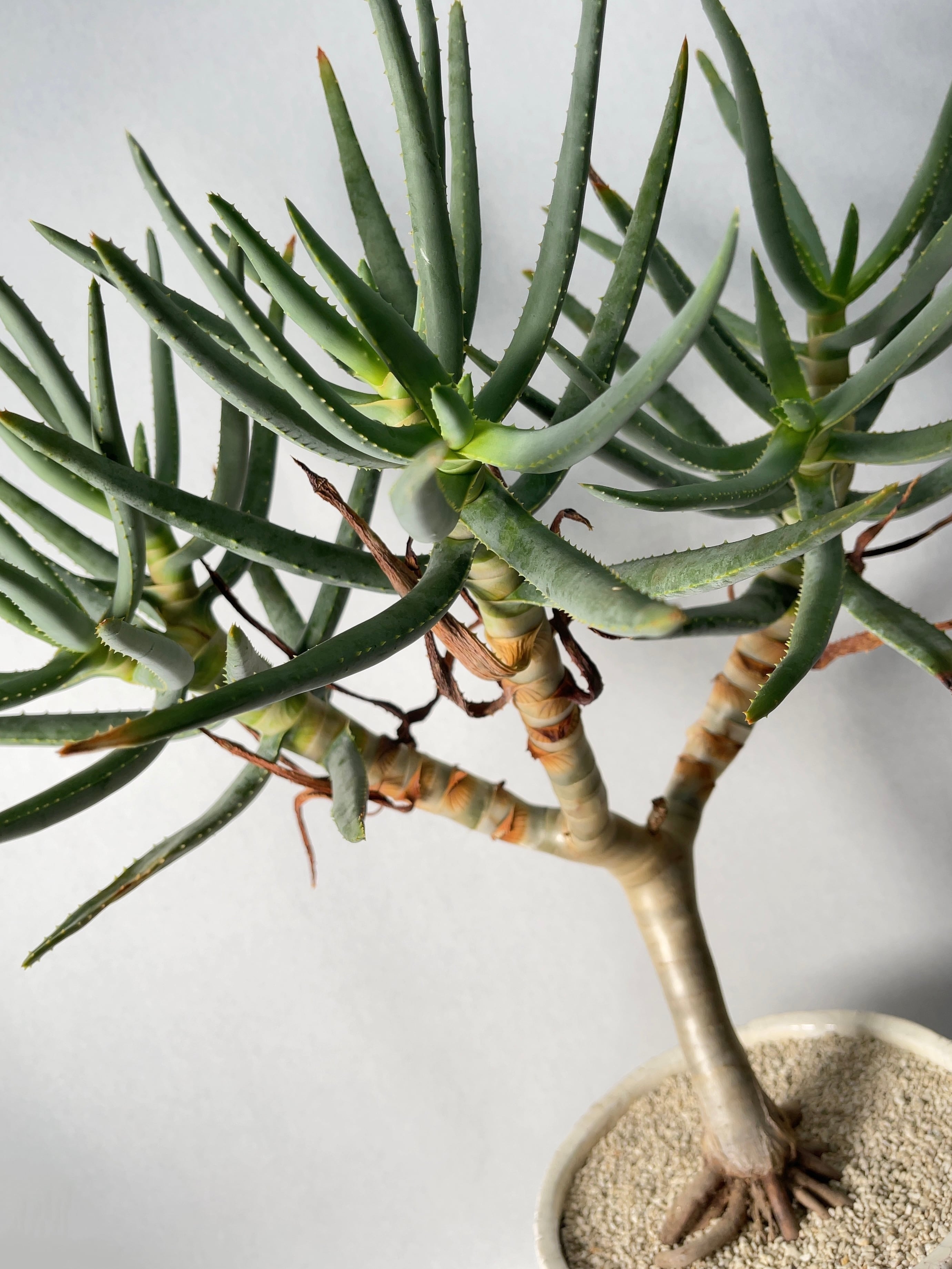 アロエ・ラモシシマ | trigger