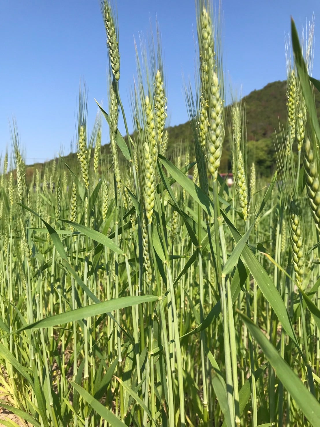自然栽培小麦 玄麦30kg 「ミナミノカオリ」 | waccafarm