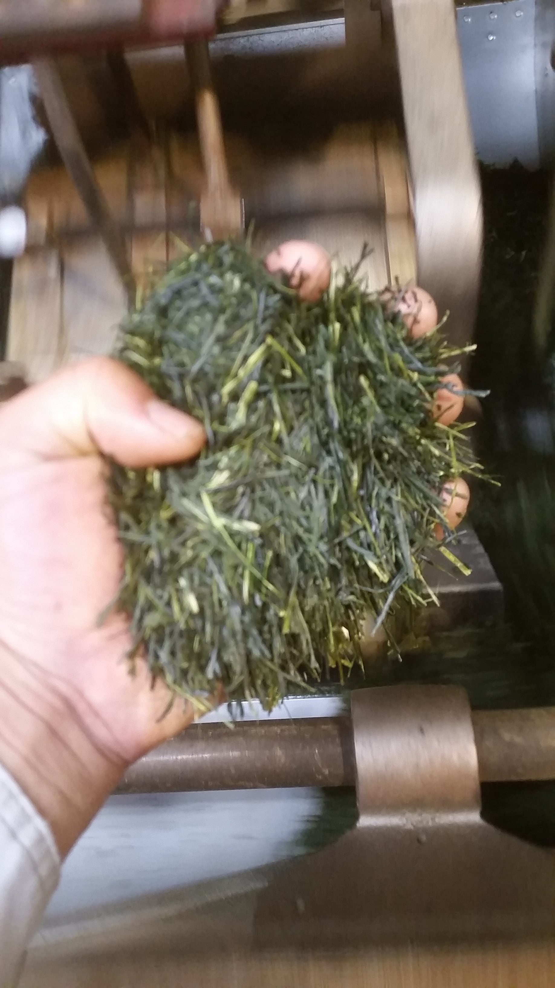 龍さん　100g×10袋　健康長寿の川根茶　農家直売 川根茶たつお 煎茶（100g） | 川根たっちゃん農園