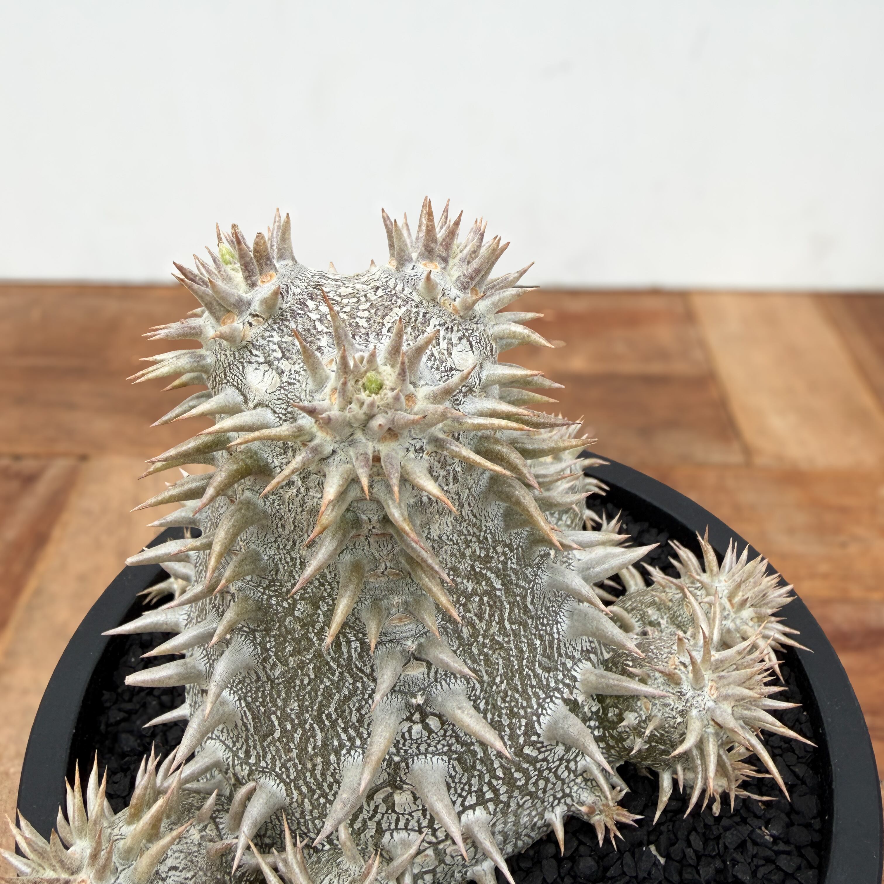 Pachypodium Densicaule【パキポディウム・恵比寿大黒・実生