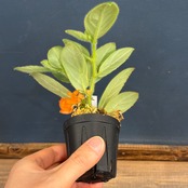 【伊藤蟻】Columnea herthae【214】