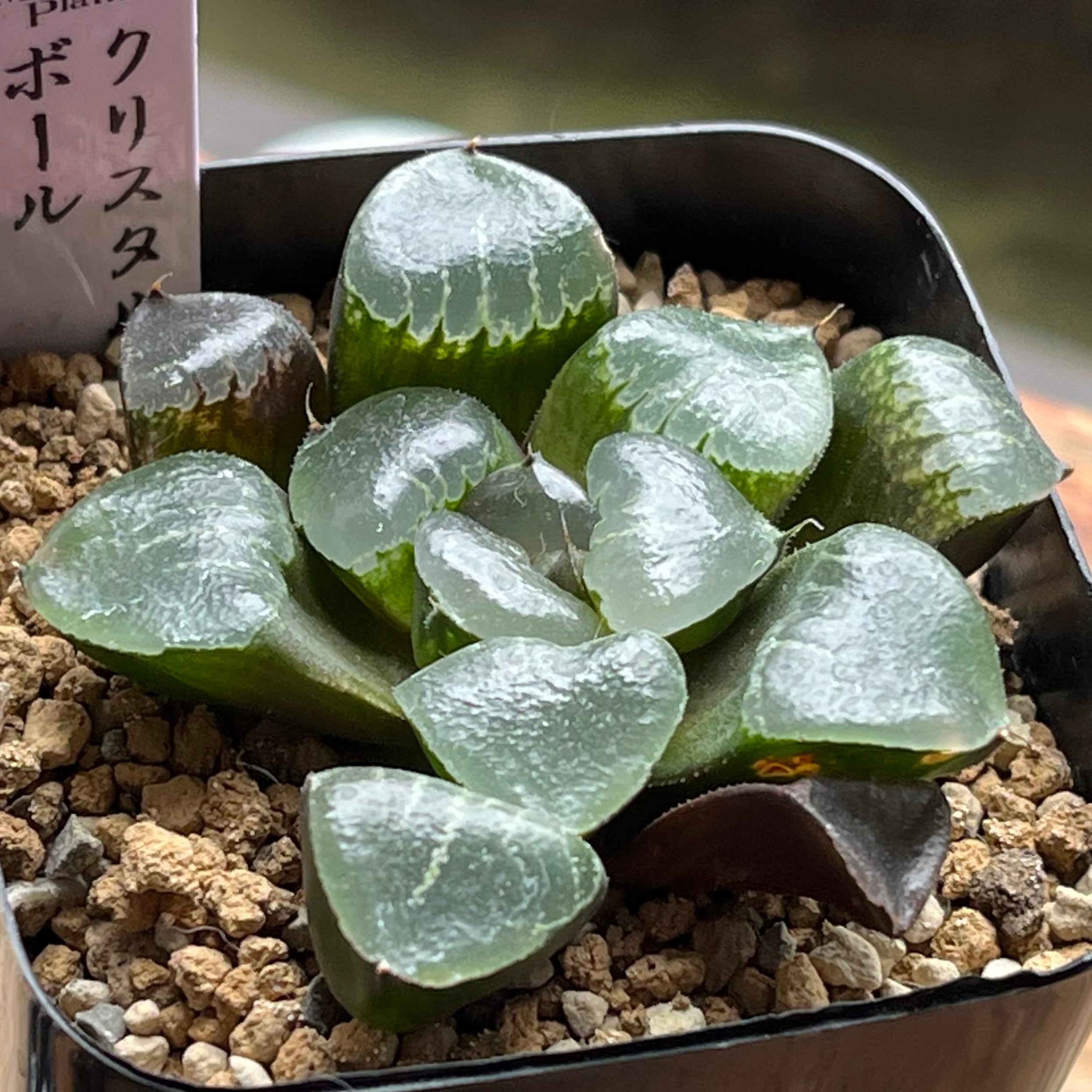 ハオルチア オブツーサ錦 北極の光 | mocono_plants