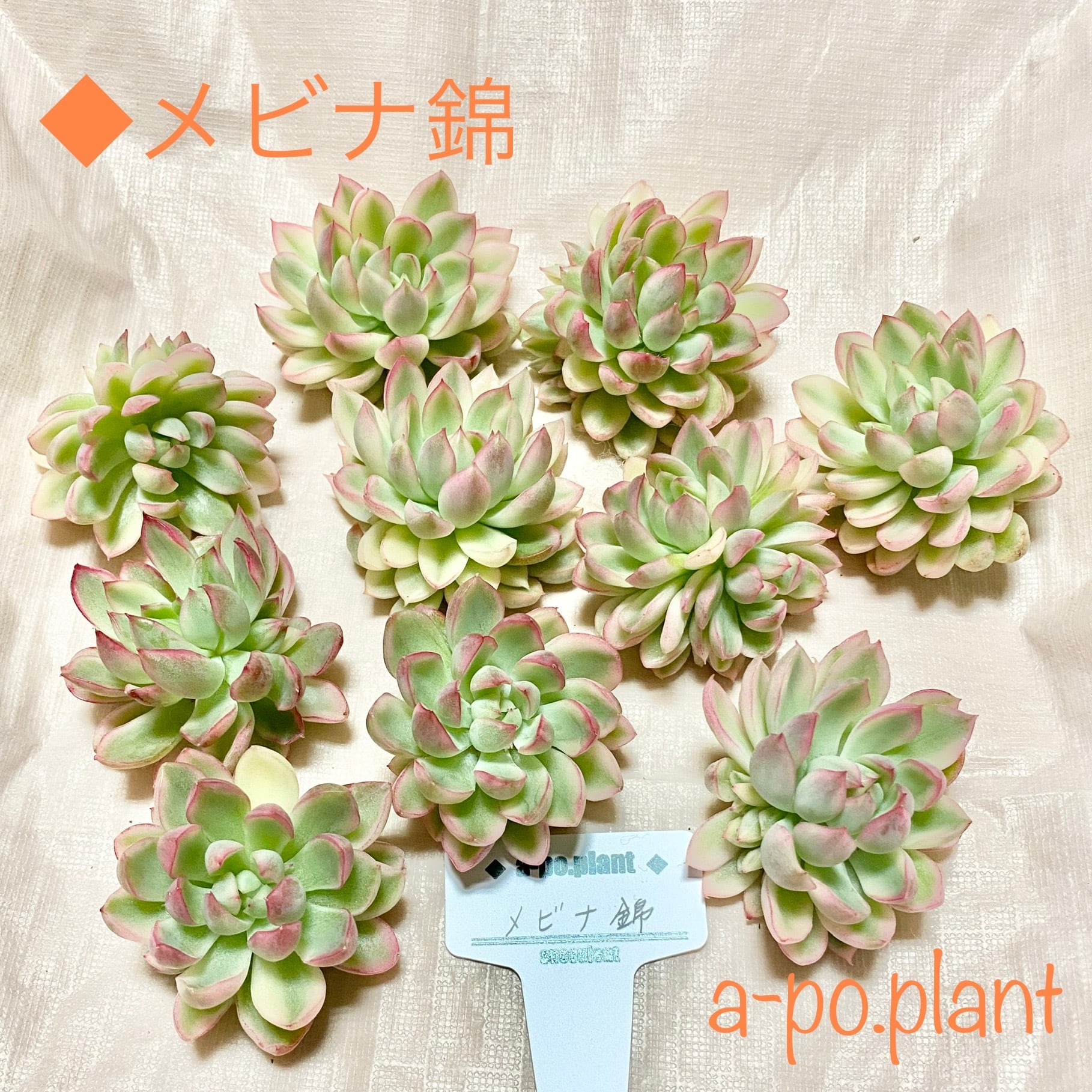 ◇メビナ錦◇多肉植物 韓国苗 | a-po.plant