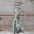 【送料無料】ドゥラティ S〔エアプランツ〕現品発送T1419