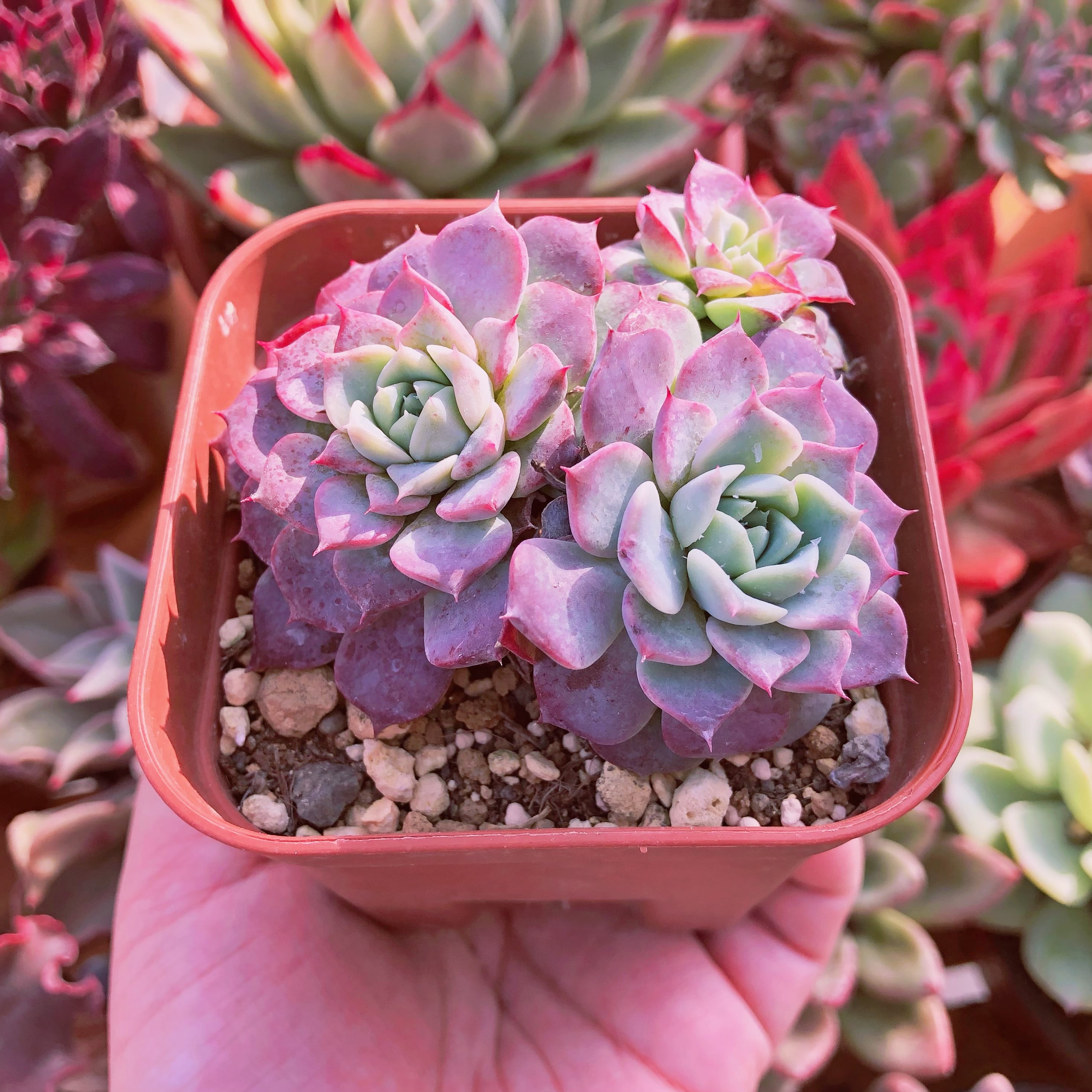 多肉・王姫ウォーターリリー錦・スペシャル斑・抜き苗 多肉植物・王姫ウォーターリリー錦・極上スペシャル斑 観葉植物