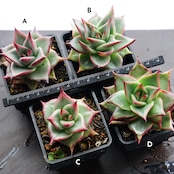 選べる抜き苗 アガボイデス エボニー 実生 Echeveria agavoides 'Evony'