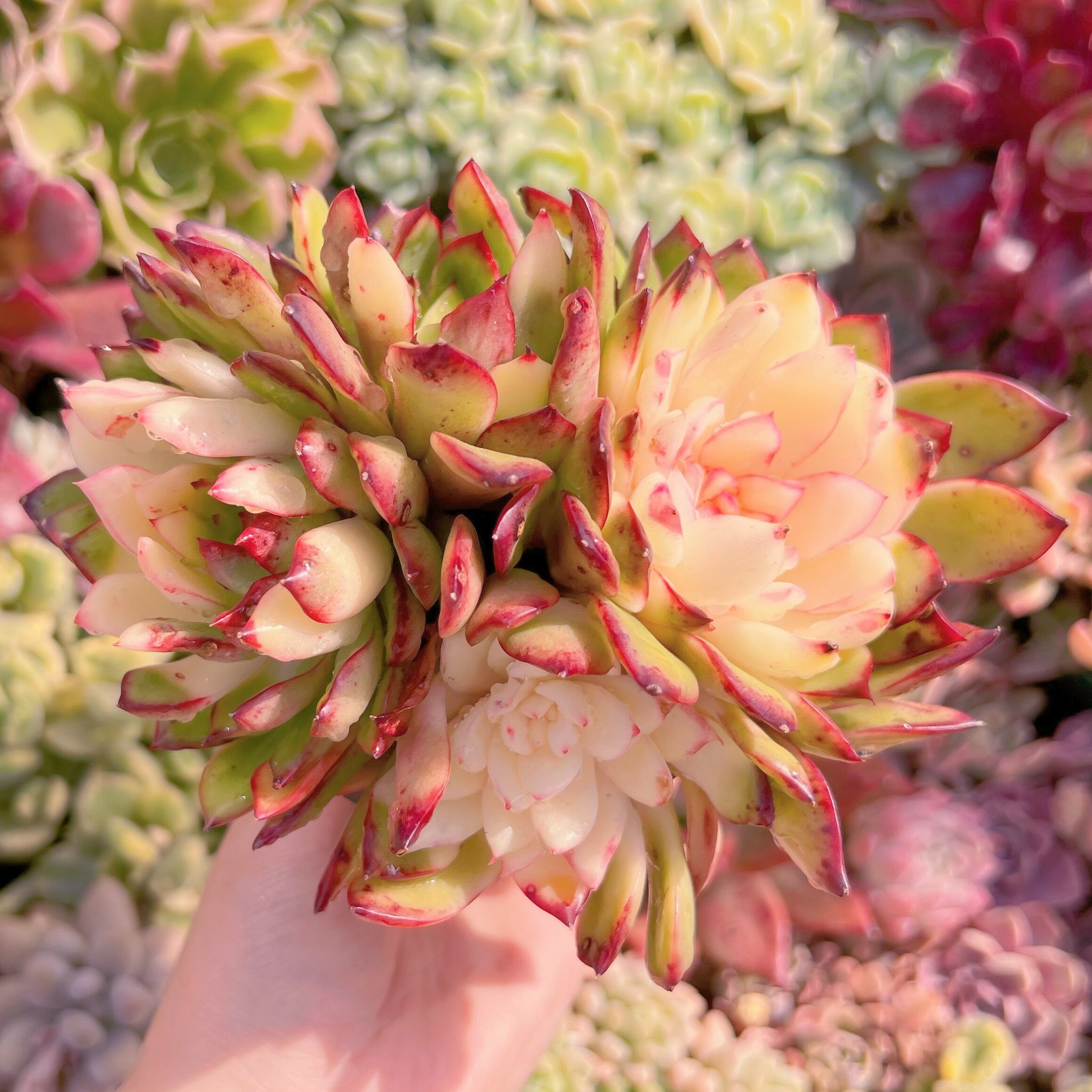 現品　プリリンゼアナ錦#3021　るる農園