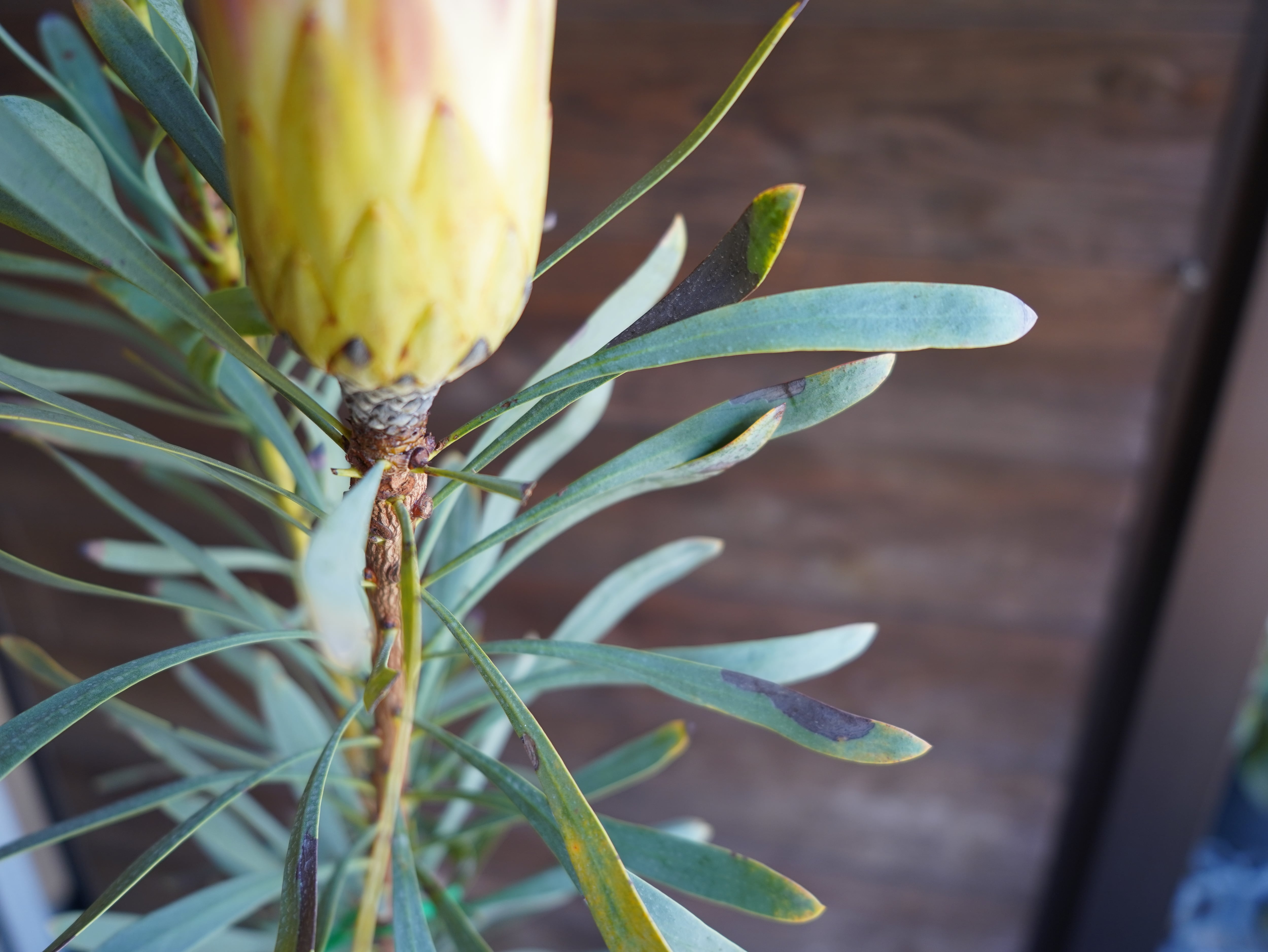 【現物】プロテア　”ルビーブラッシュ”　A