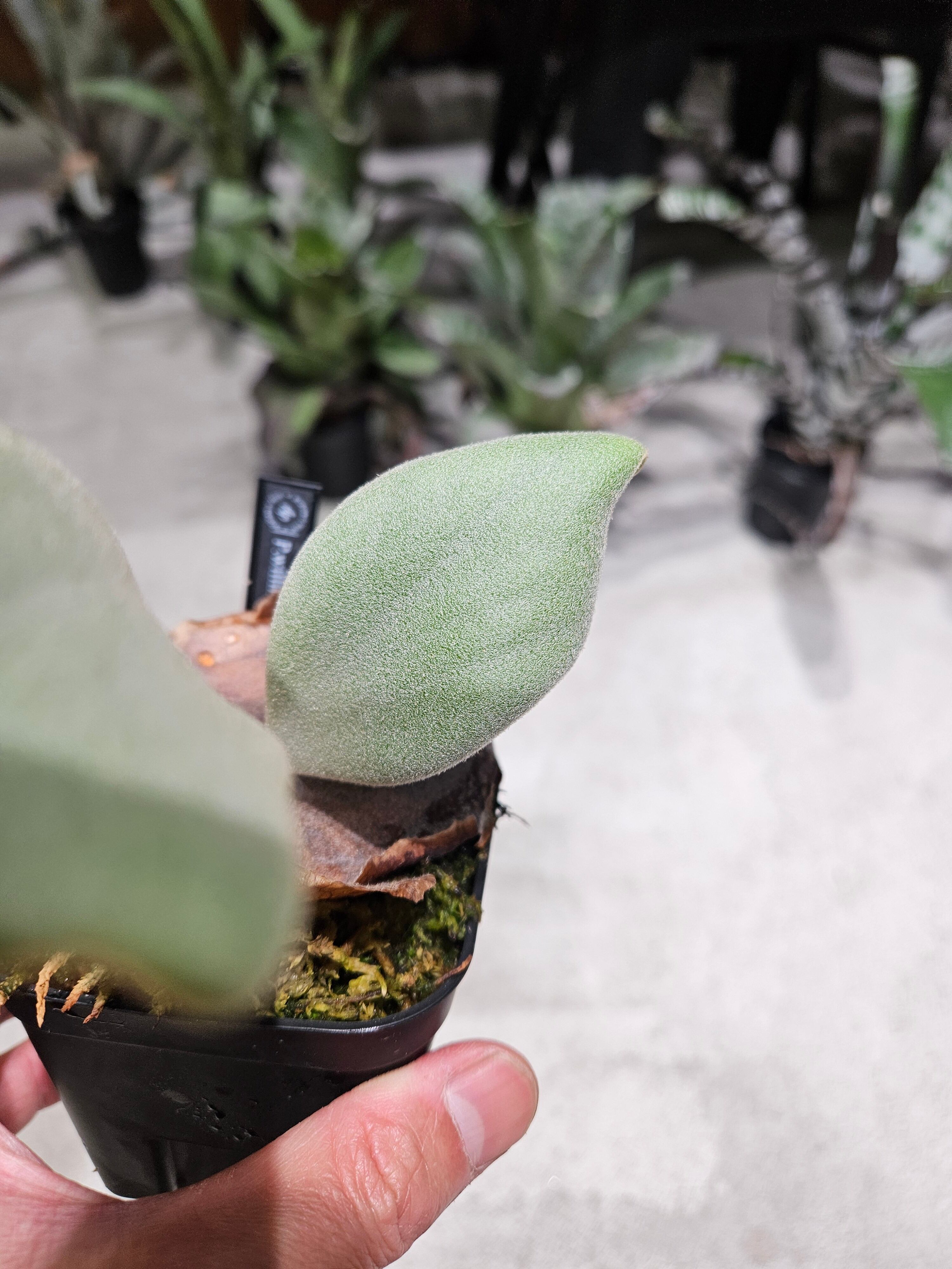 P.Willinckii Indonesia Sp#2 【artPLANTs/PLANTS GARAGE】ビカクシダ