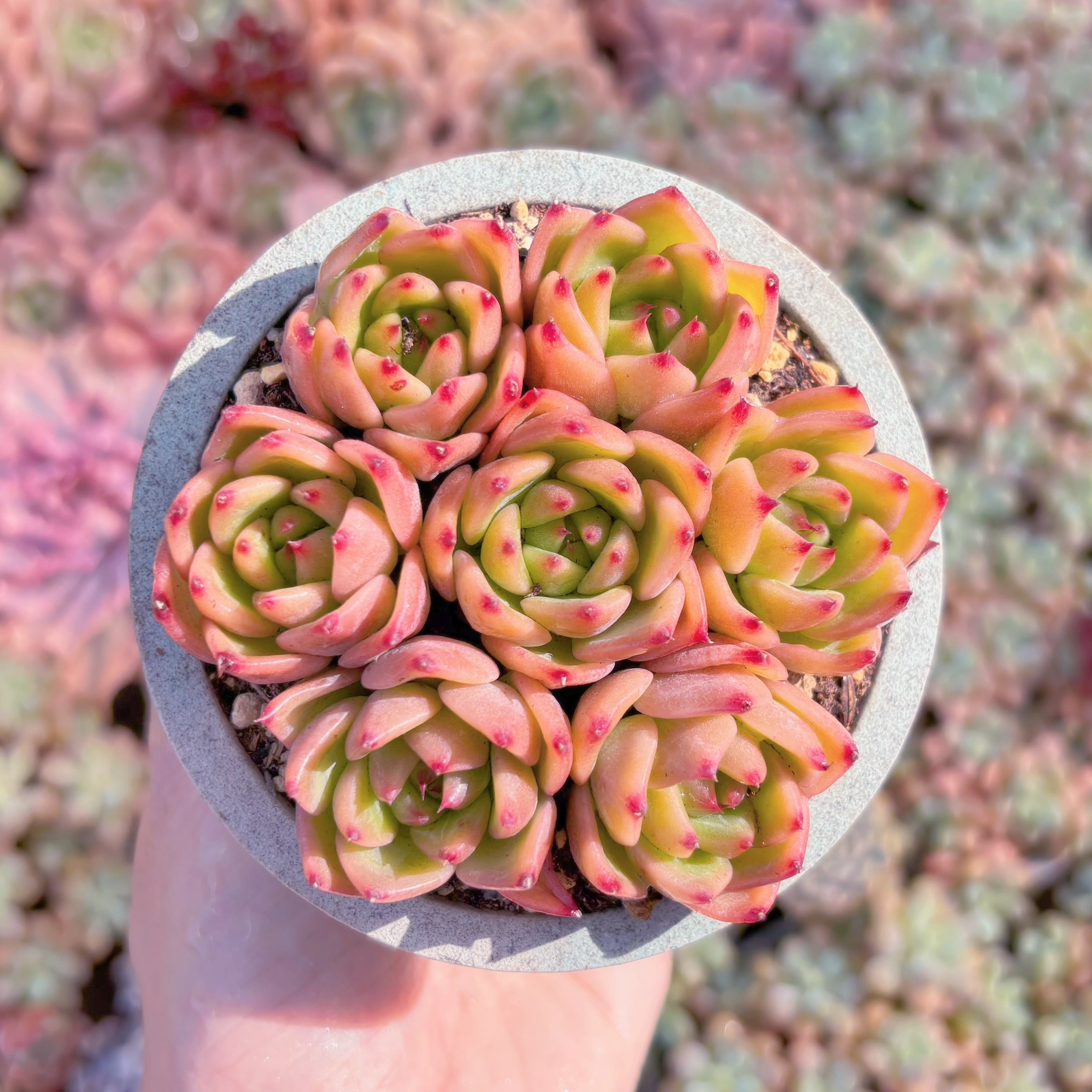 多肉植物　チャールストン(7苗)　新入荷　るる農園