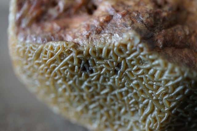 ゴビアゲート Gobi Agate 1095