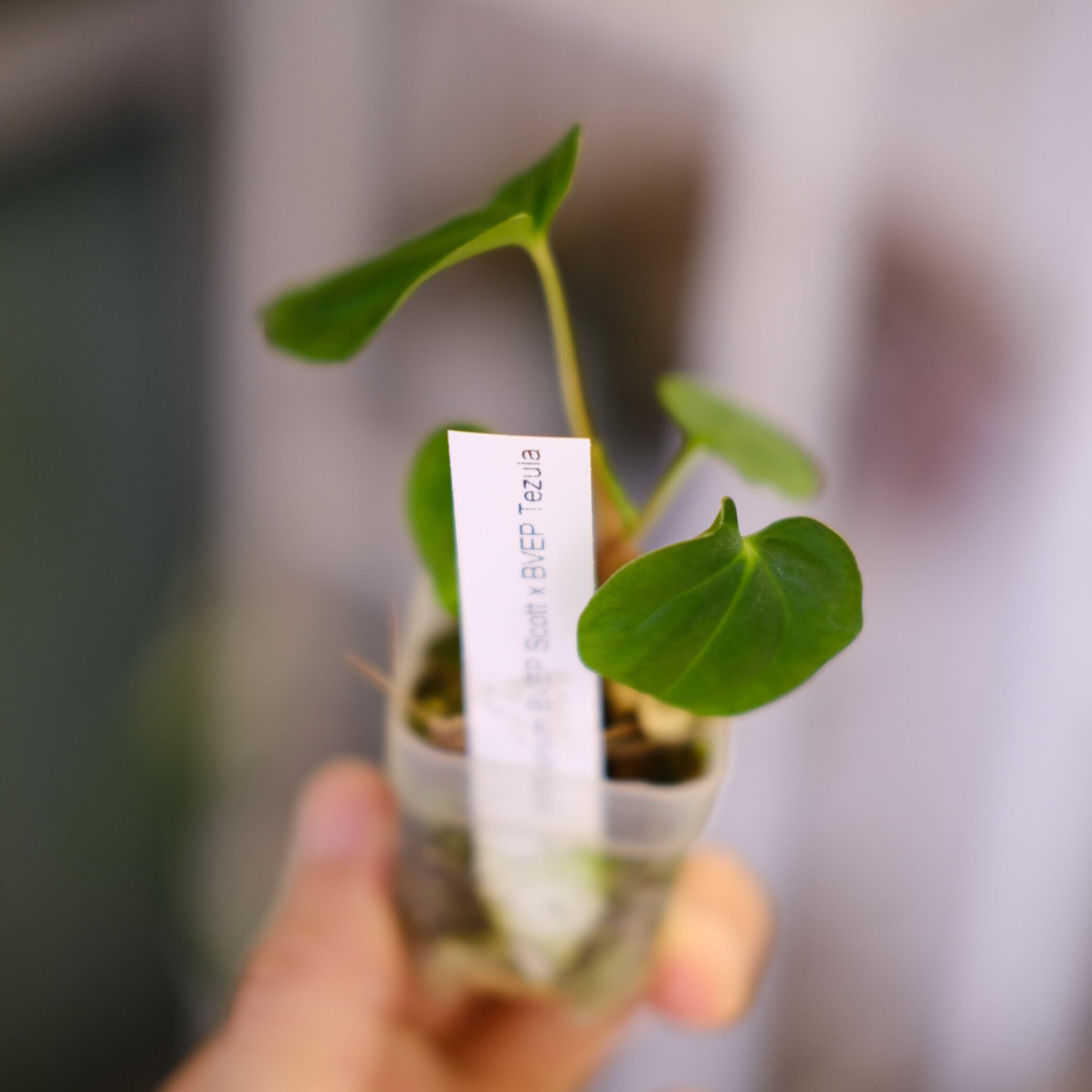 Anthurium BVEP Scott × BVEP Tezula｜実生・アンスリウム｜観葉植物