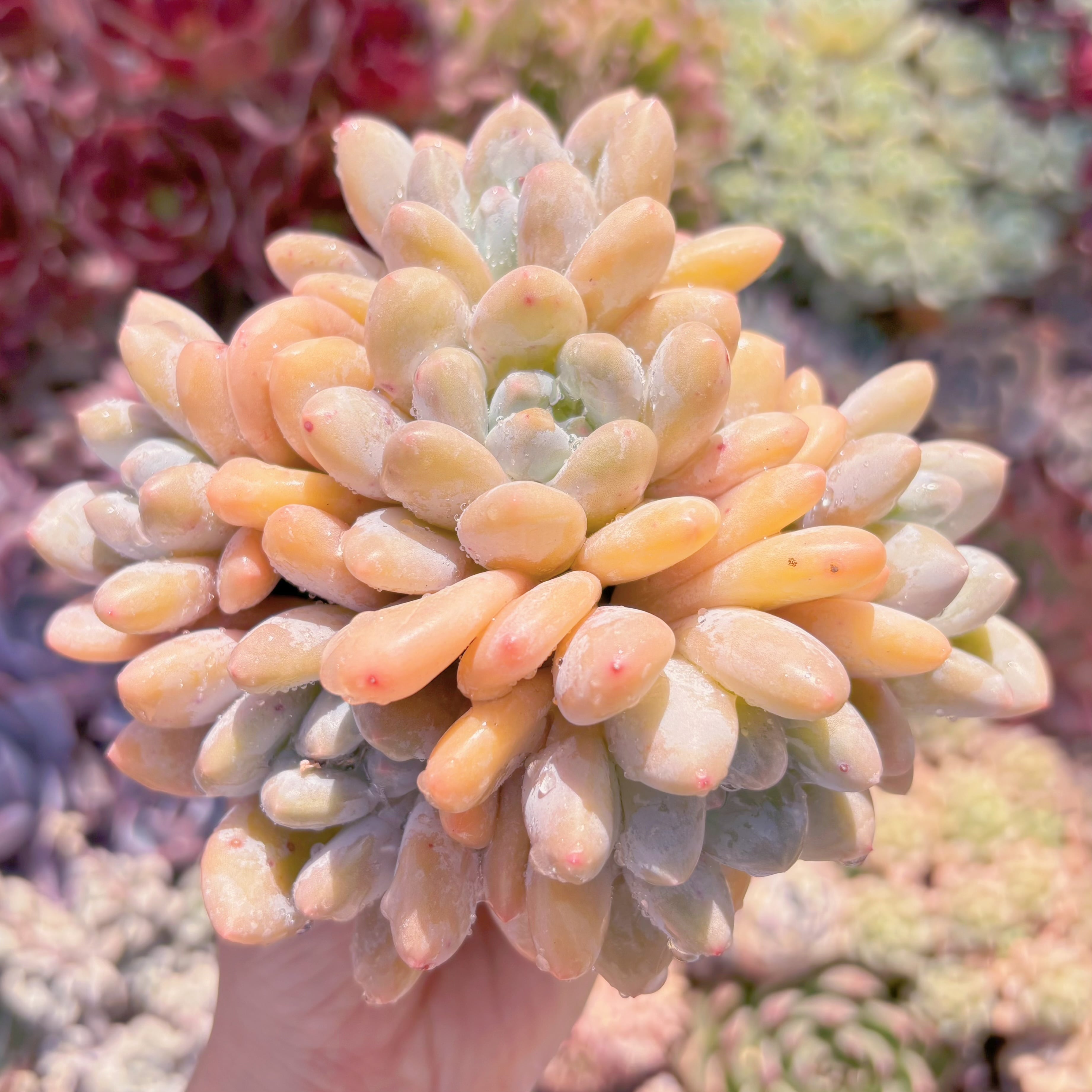 現品　ベビースイート#828　大群生　新入荷　るる農園