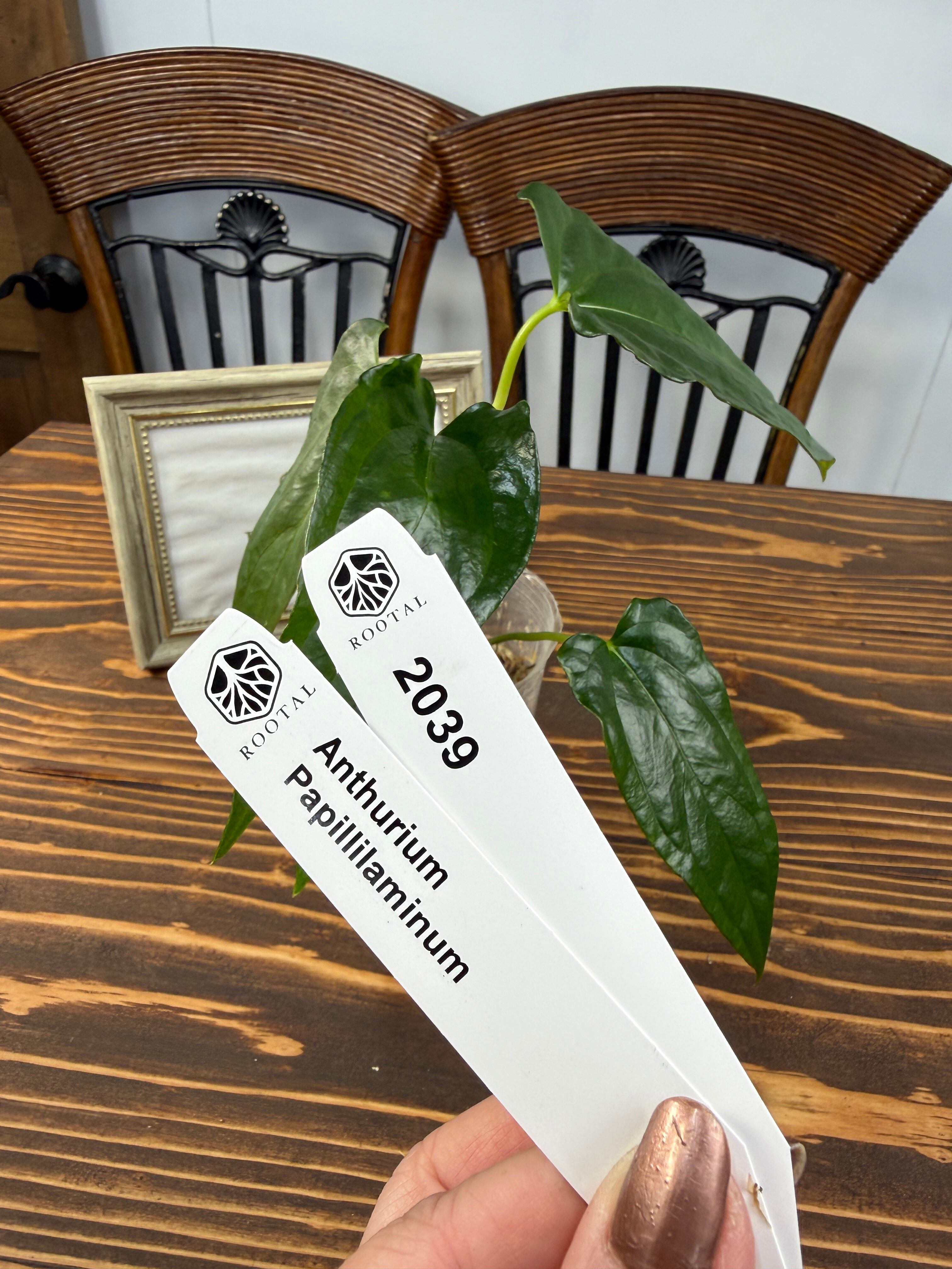 アンスリウム | ROOTALPLANTS