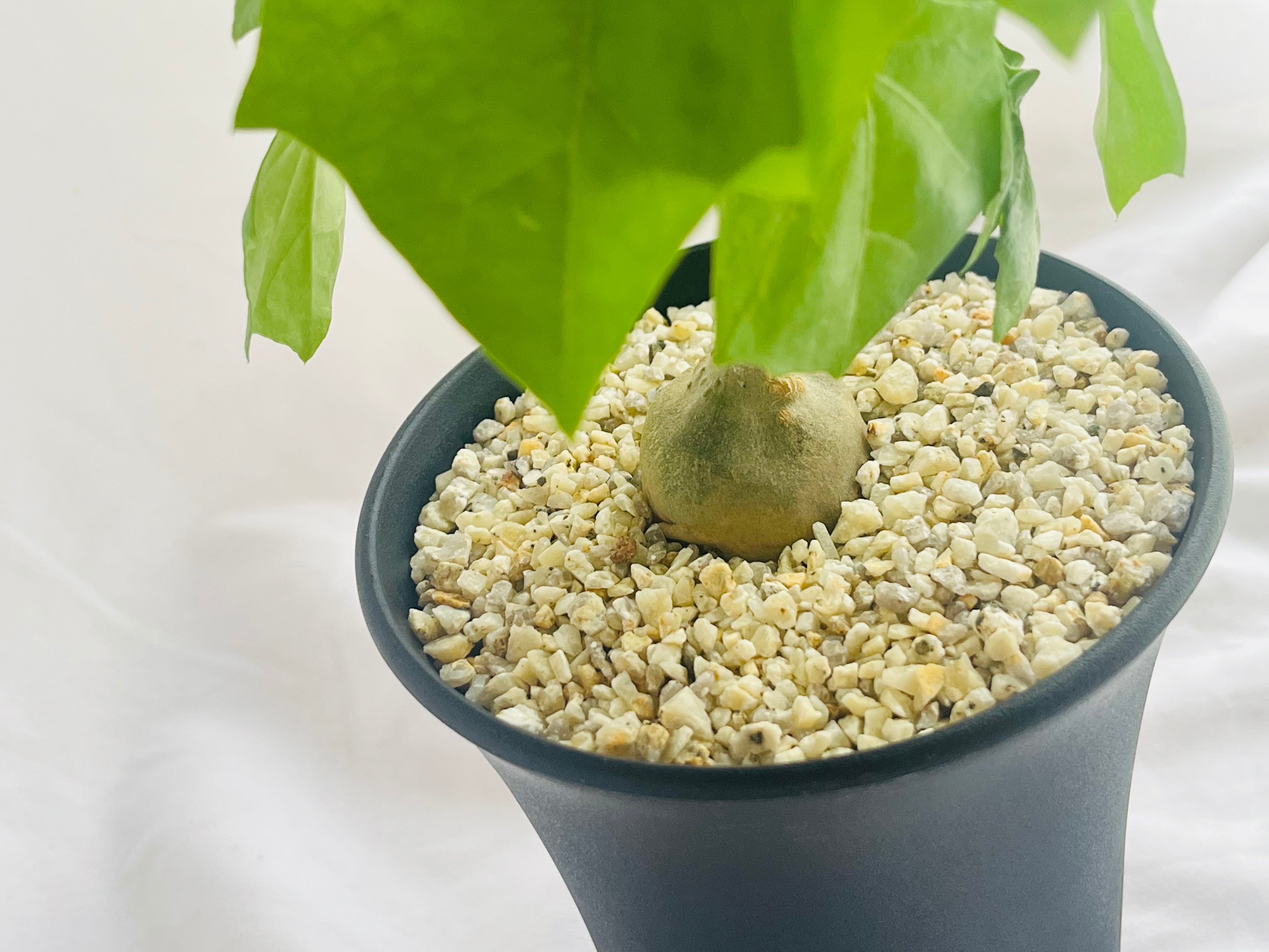 Gerrardanthus Macrorhizus ゲラルダンサス マクロリザス 多肉植物