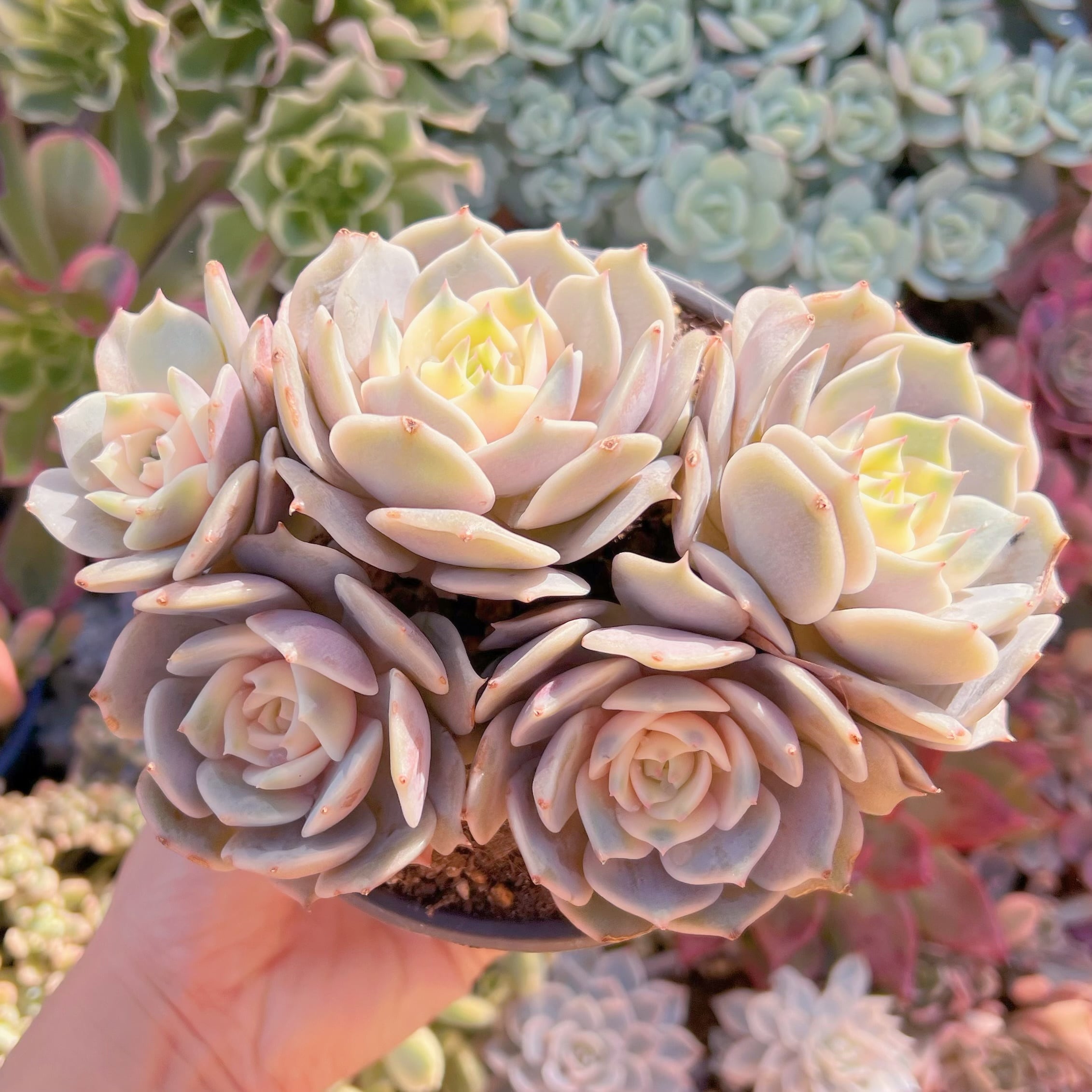 現品　ローラ錦#A57　るる農園