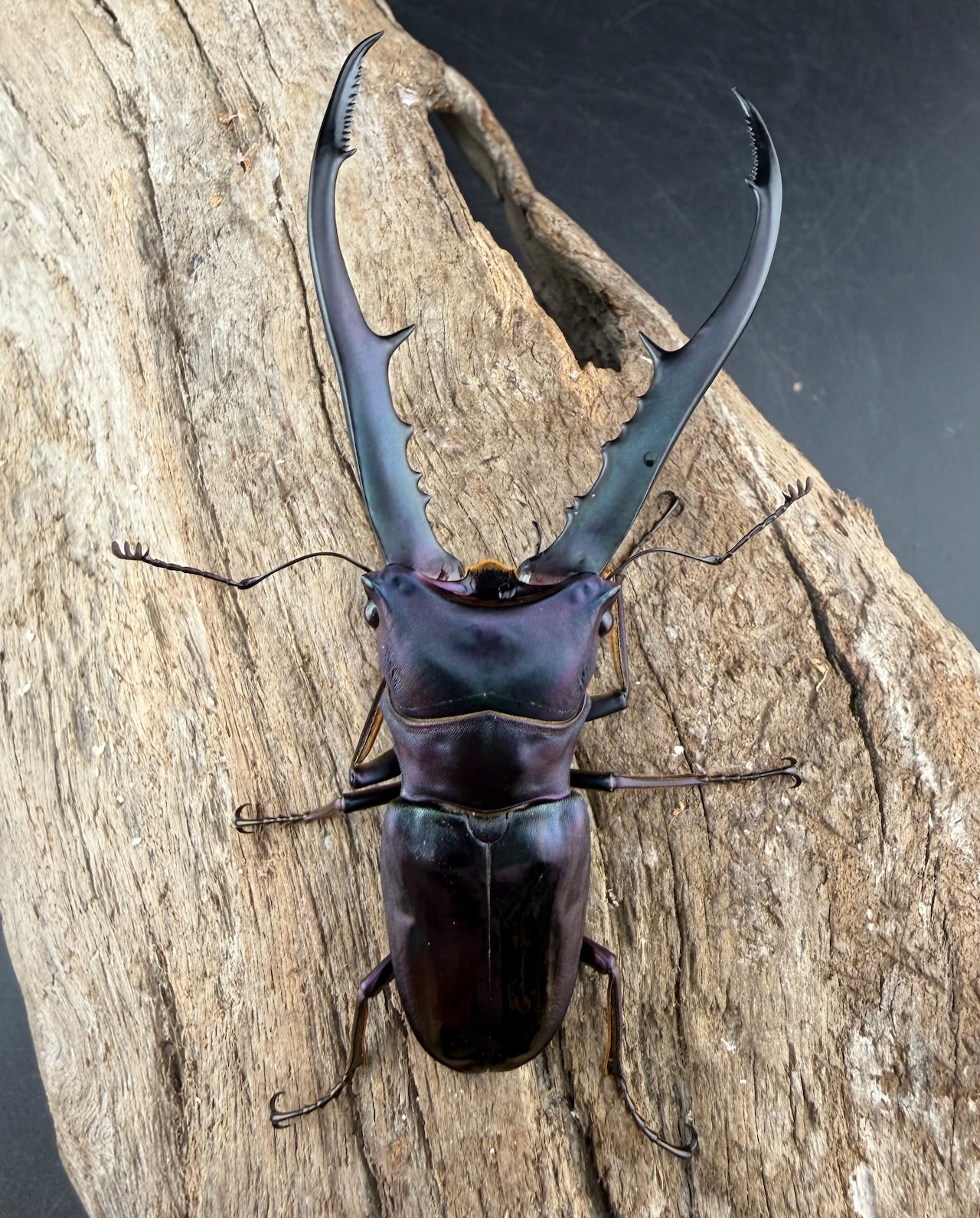 【美麗】《メタリフェルホソアカ亜種finae 75mm ペア》わたくわ氏ブリード個体