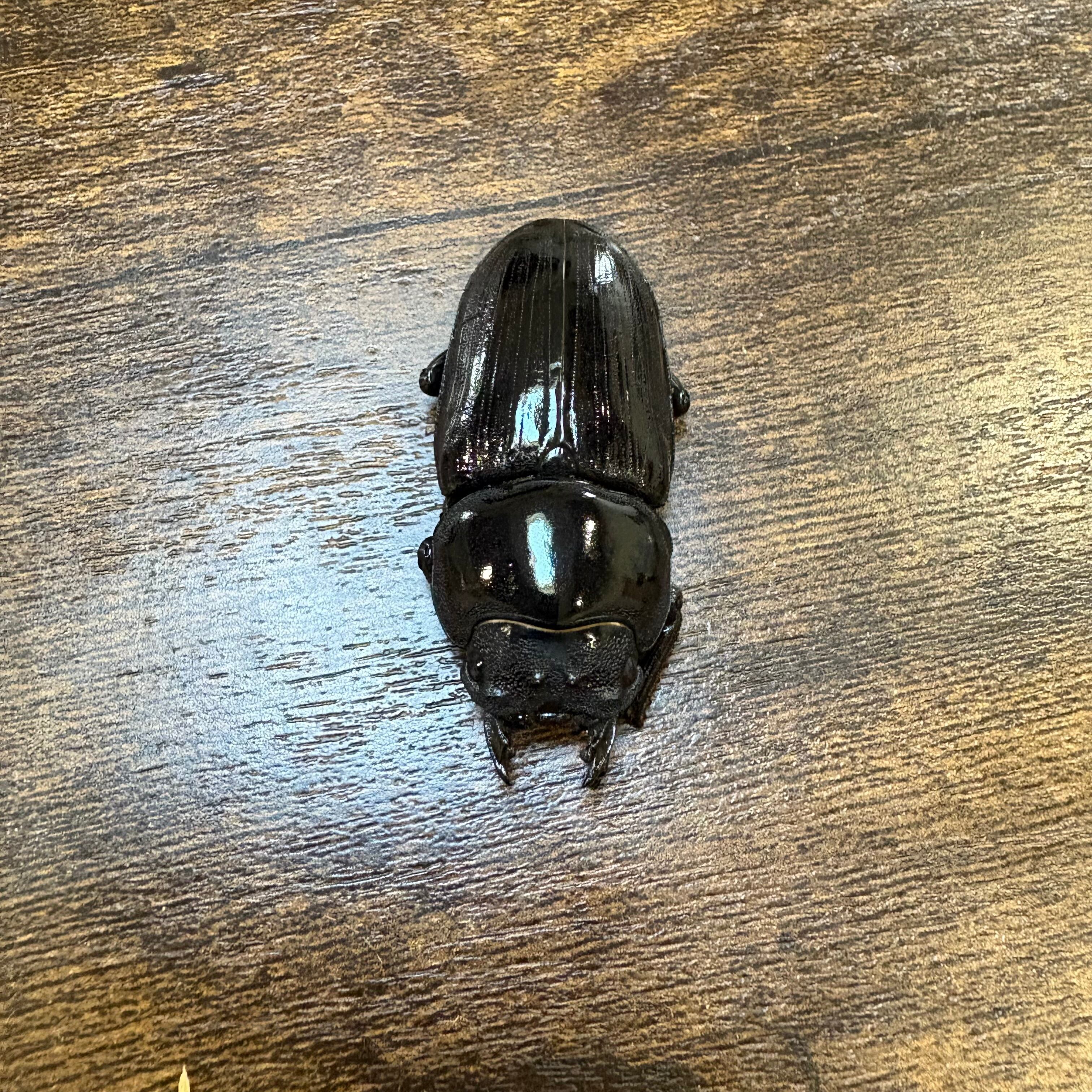 能勢YG血統オオクワガタ 新成虫ペア ♂83.8mm ♀53.5mm (875同腹) 能勢 