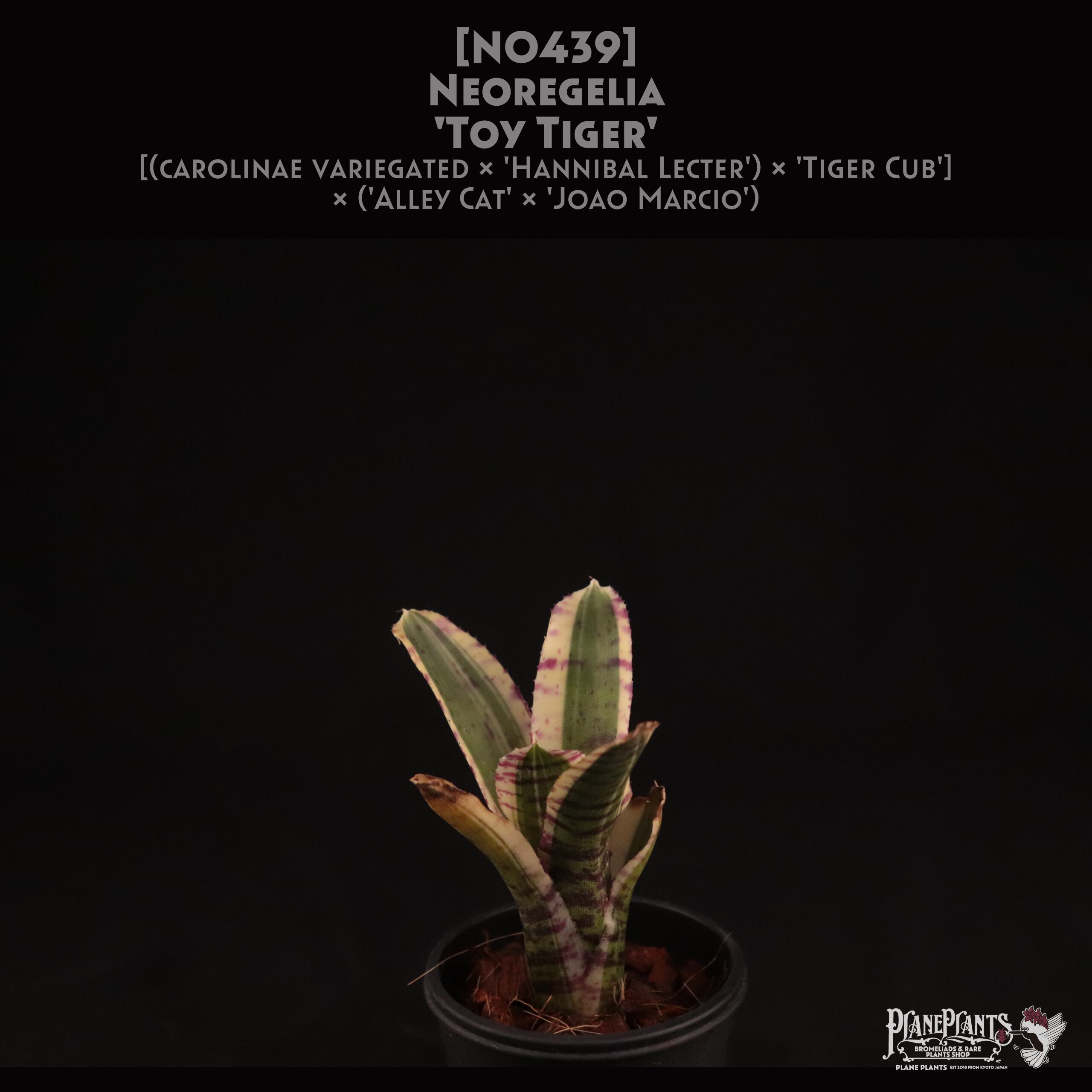 【送料無料】Neoregelia 'Toy Tiger'〔ネオレゲリア〕現品発送N0439