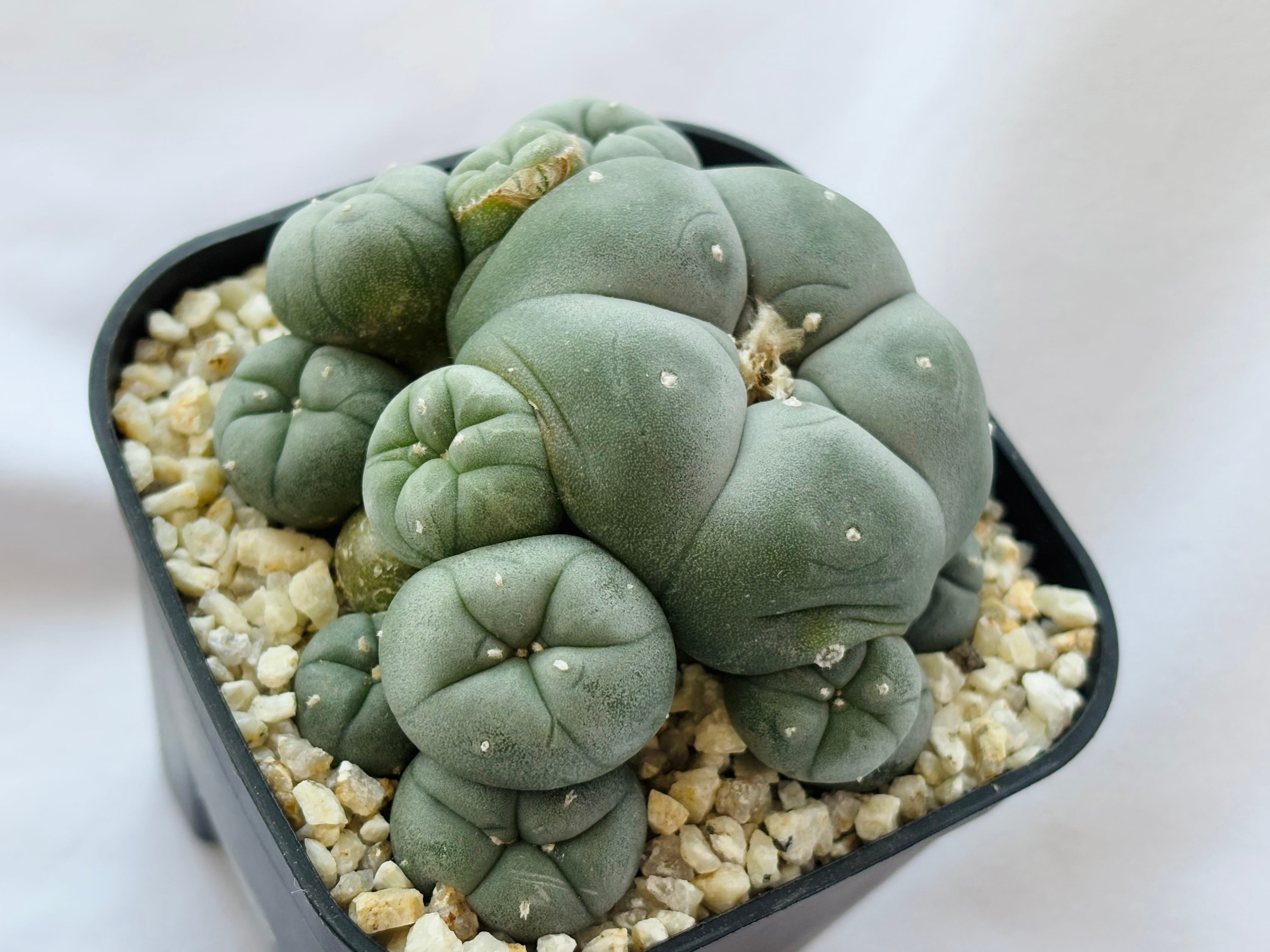 Lophophora williamsii ロフォフォラ 烏羽玉 仔吹き サボテン | plants