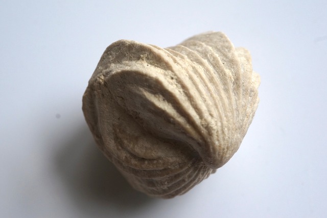 Burmirhynchia Decorata　化石 10