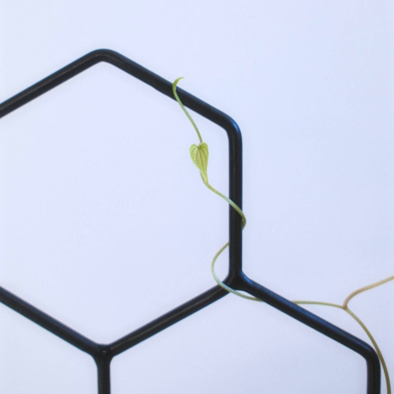 ZUKE 支柱 5つの六角形 ブラック | Pay ID