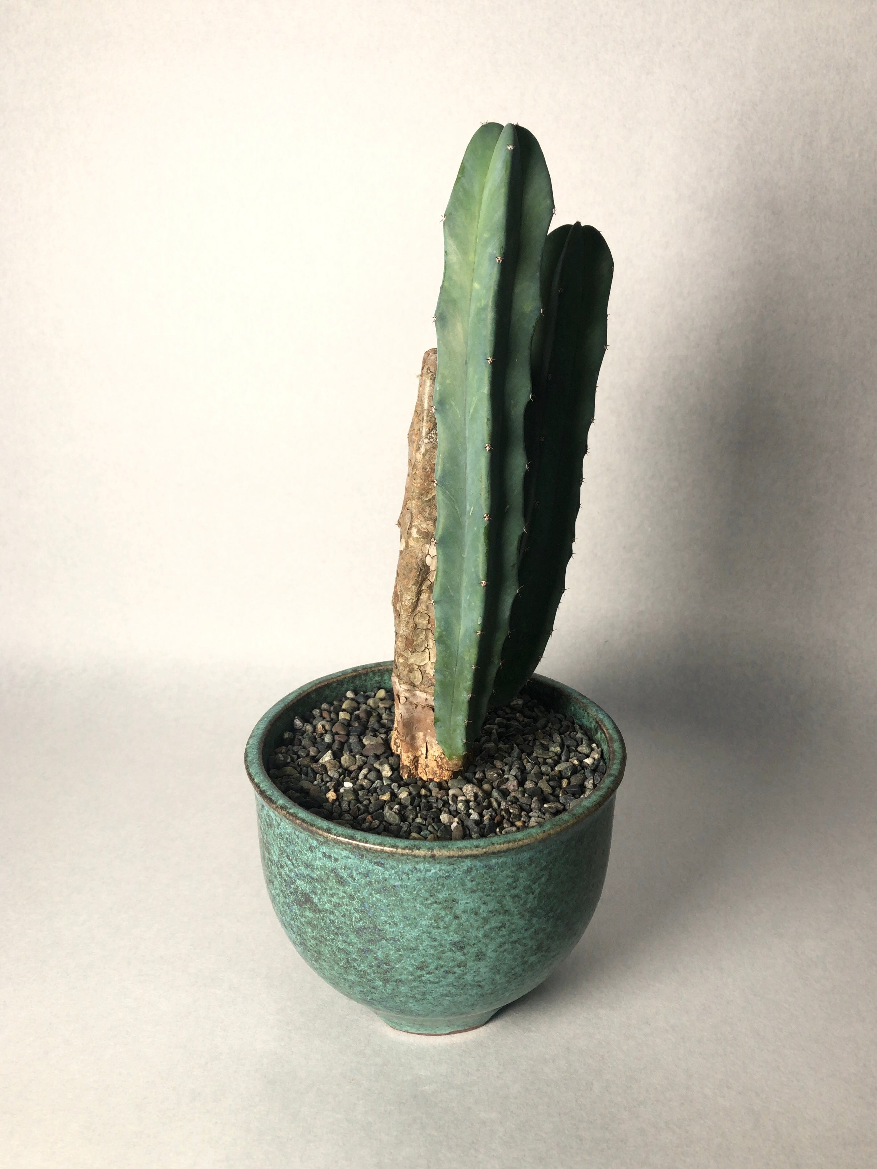 ミルチロカクタス・竜神木 | trigger