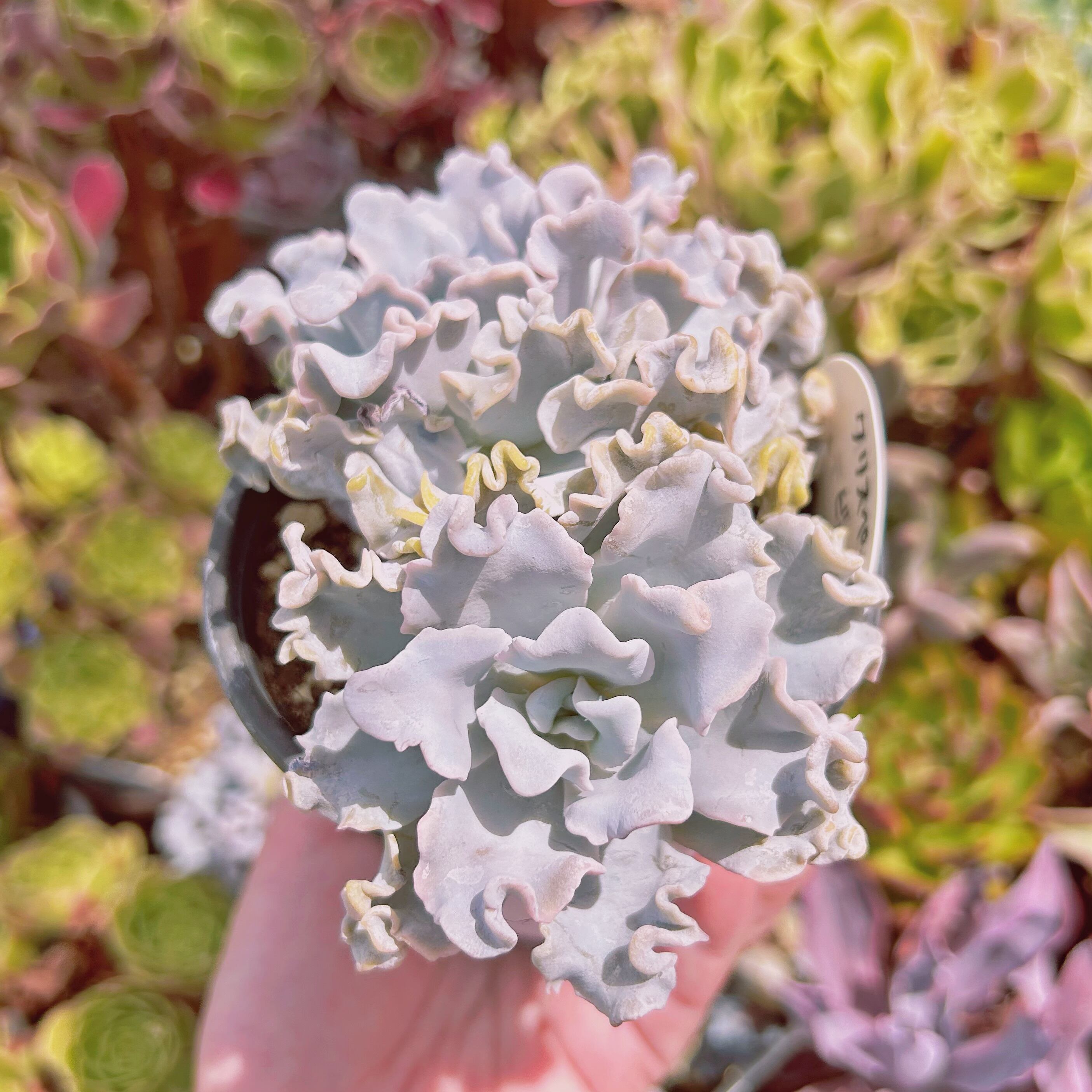 #930現物　多肉植物　クリスペートビューティー　特大　抜き苗