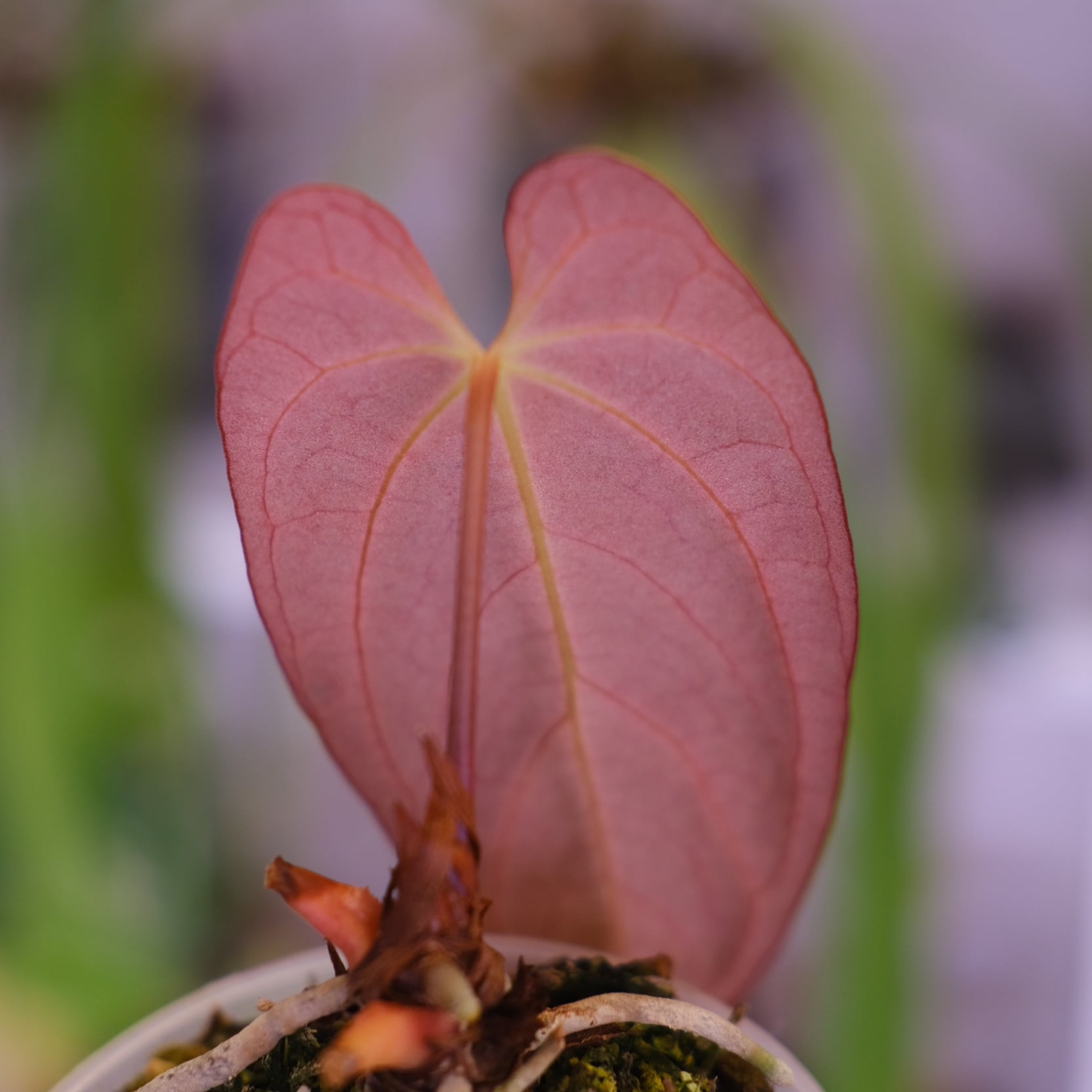 Papillilaminum(Fort Sherman) × Anthurium King of spades(KOS