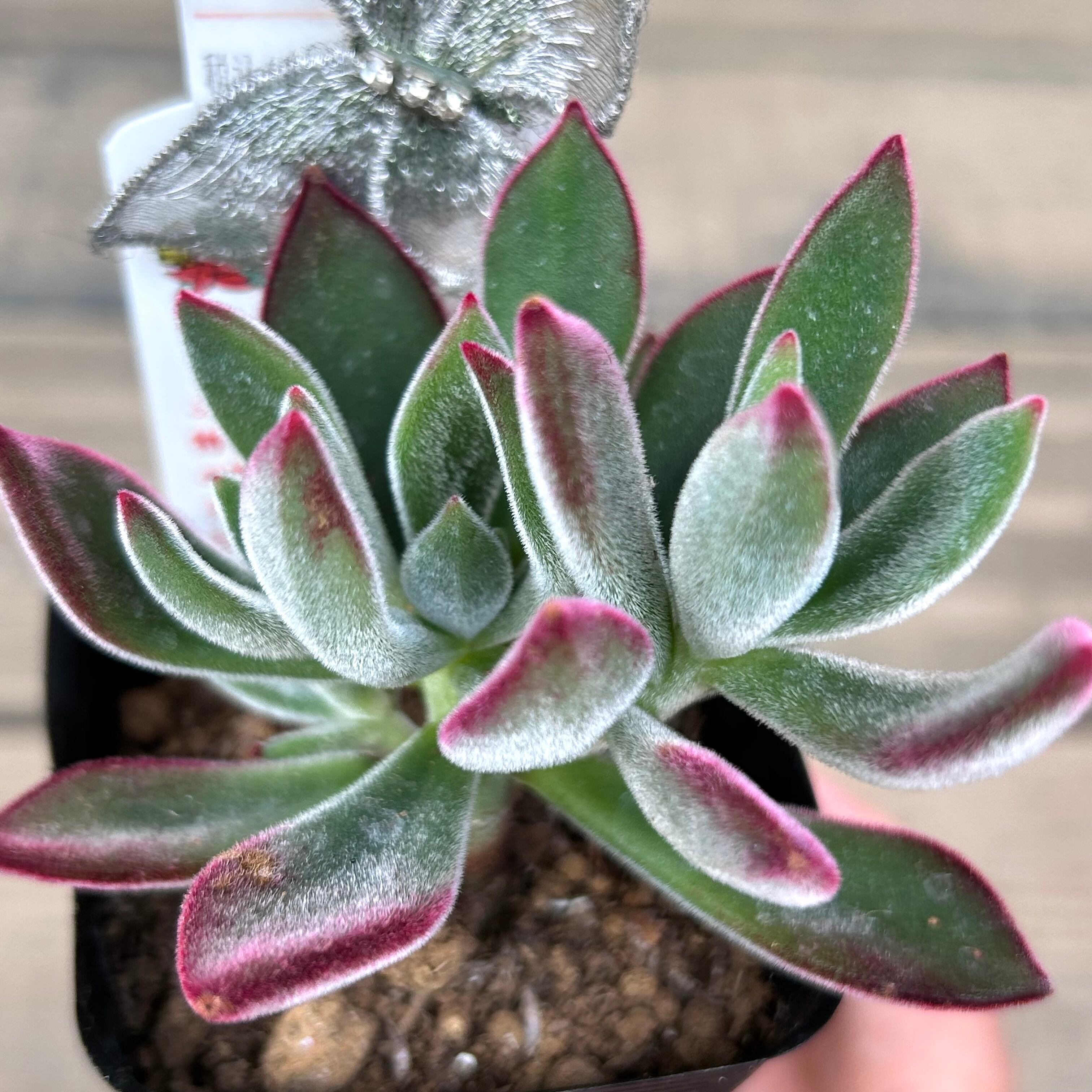 ご確認用　多肉ハムシー ハムシー | RuPo 多肉植物専門店