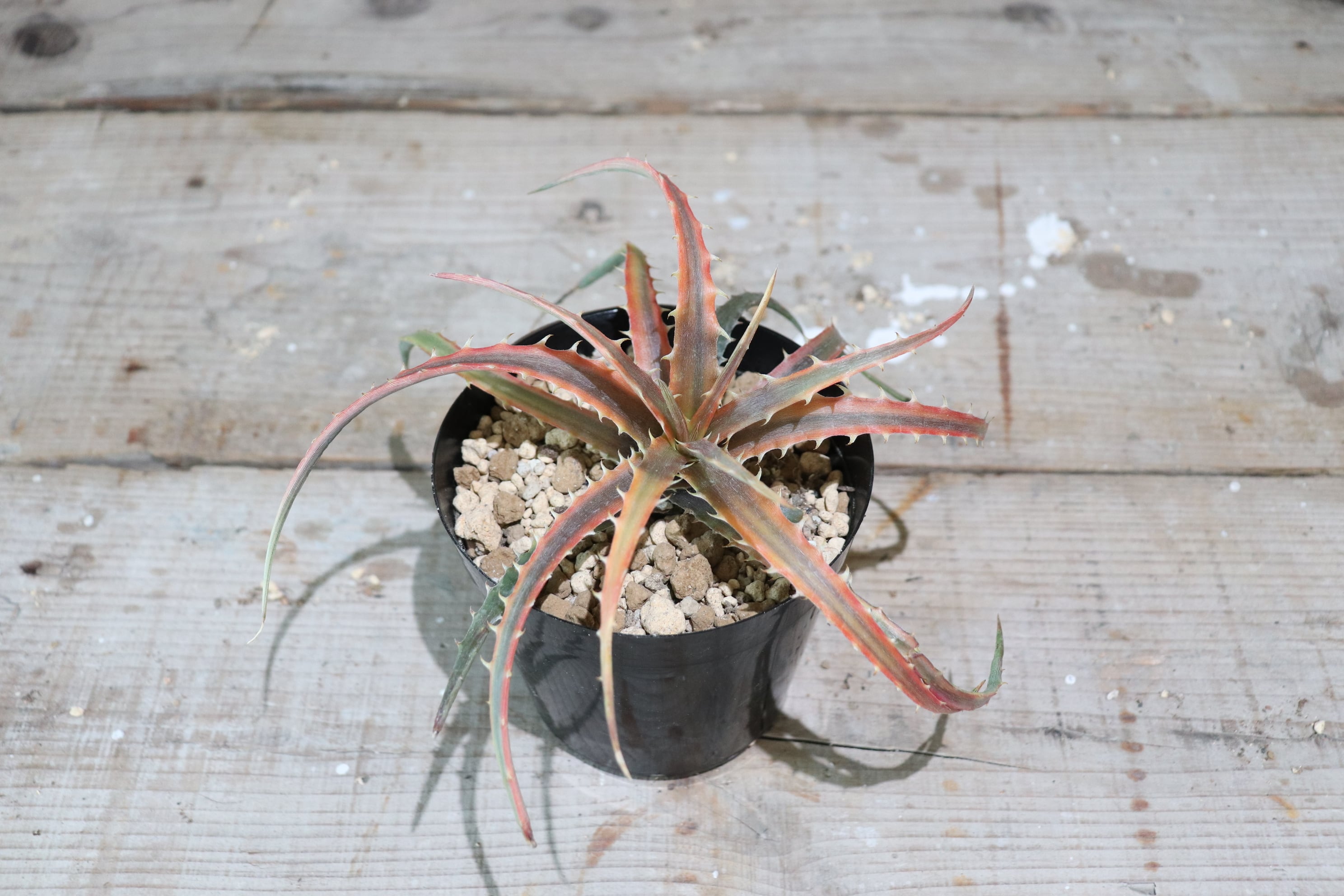 送料無料】'Samed rtp' (andaman)〔ディッキア〕現品発送D0045 | plane