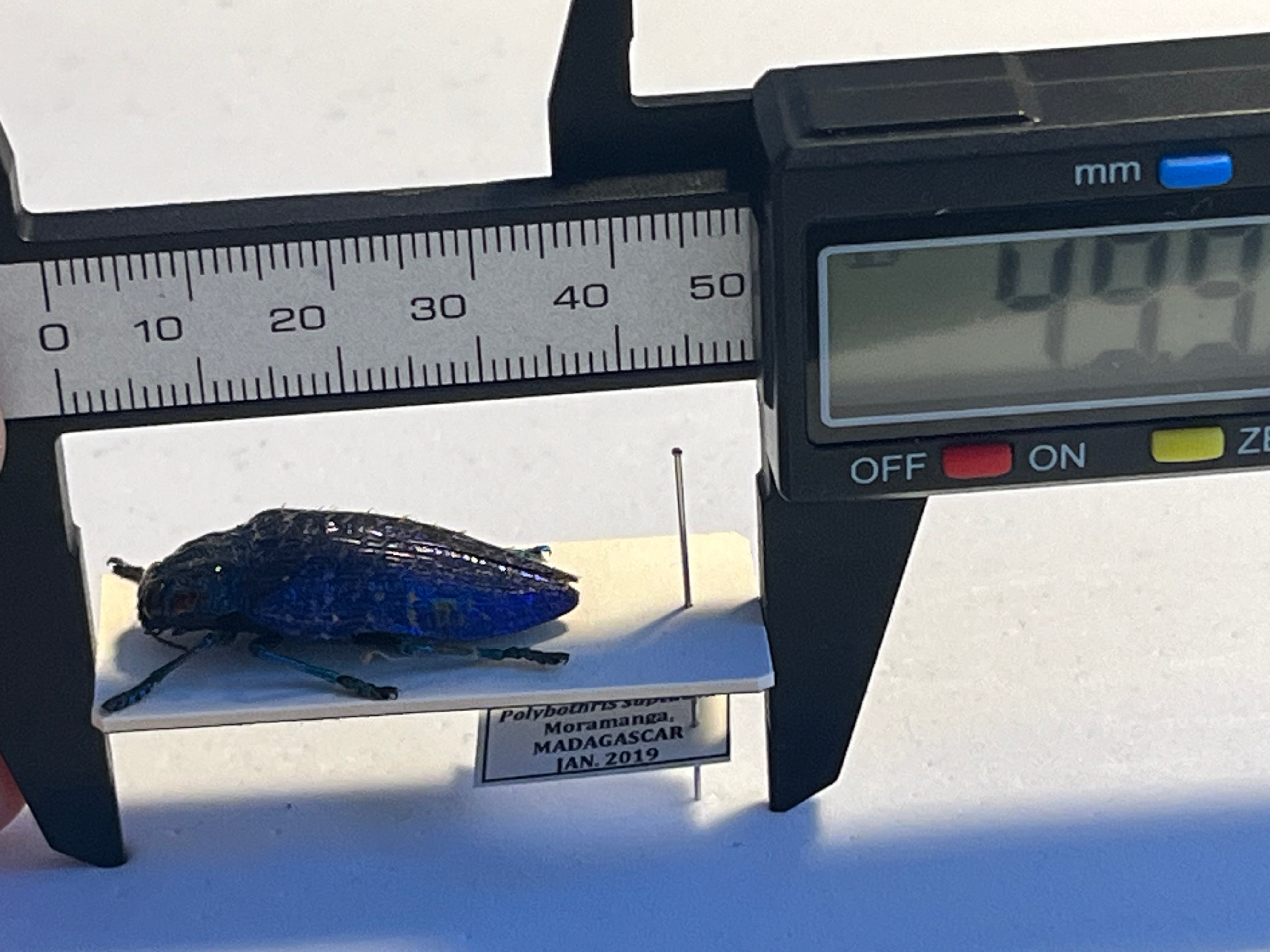 33mm】ニシキカワリタマムシ スハンダエ プラチナコガネ コブハムシ