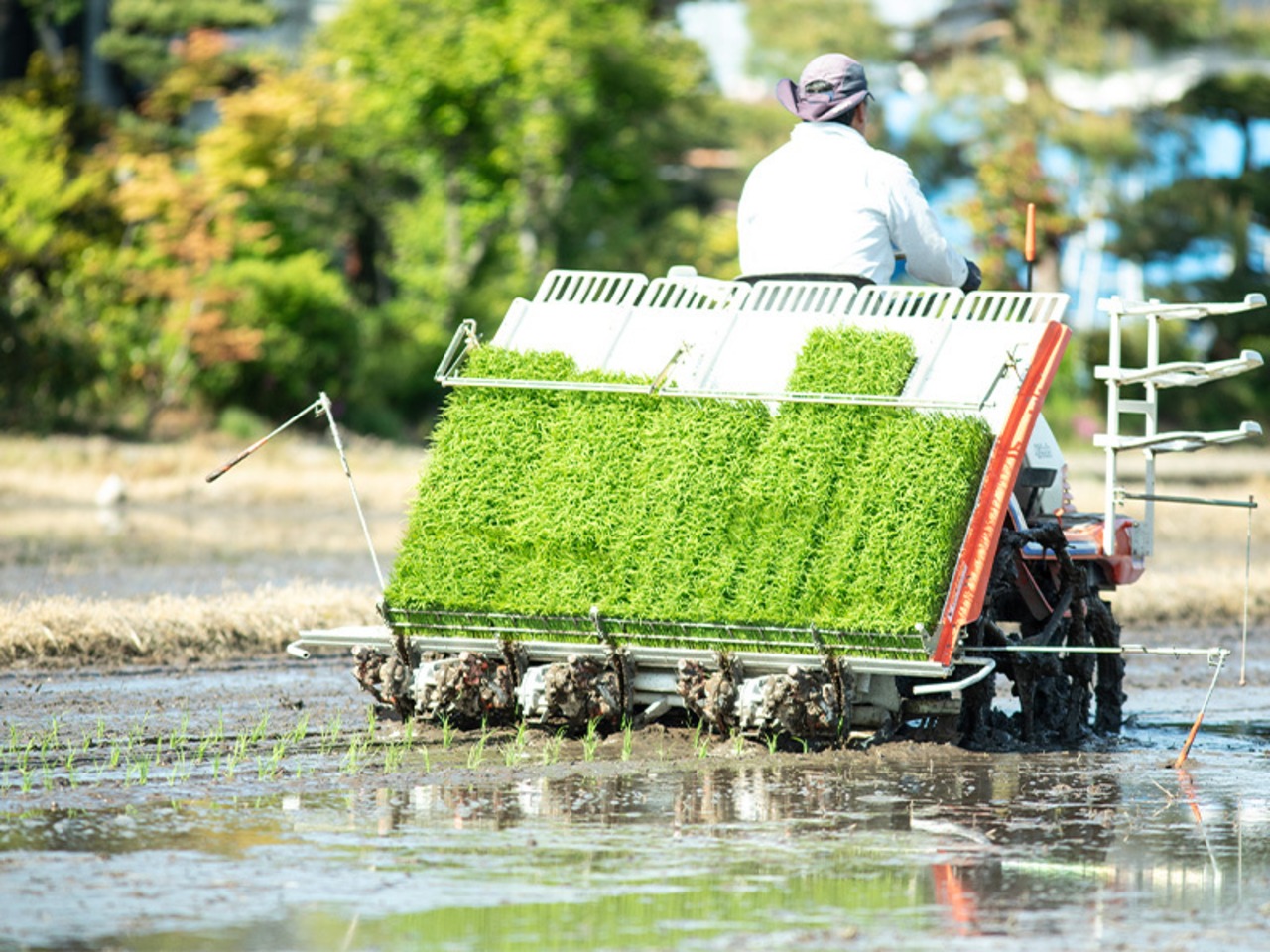 【定期便】新潟県保内産コシヒカリ2024年新米一等 4.8kg（3ヶ月）の画像05