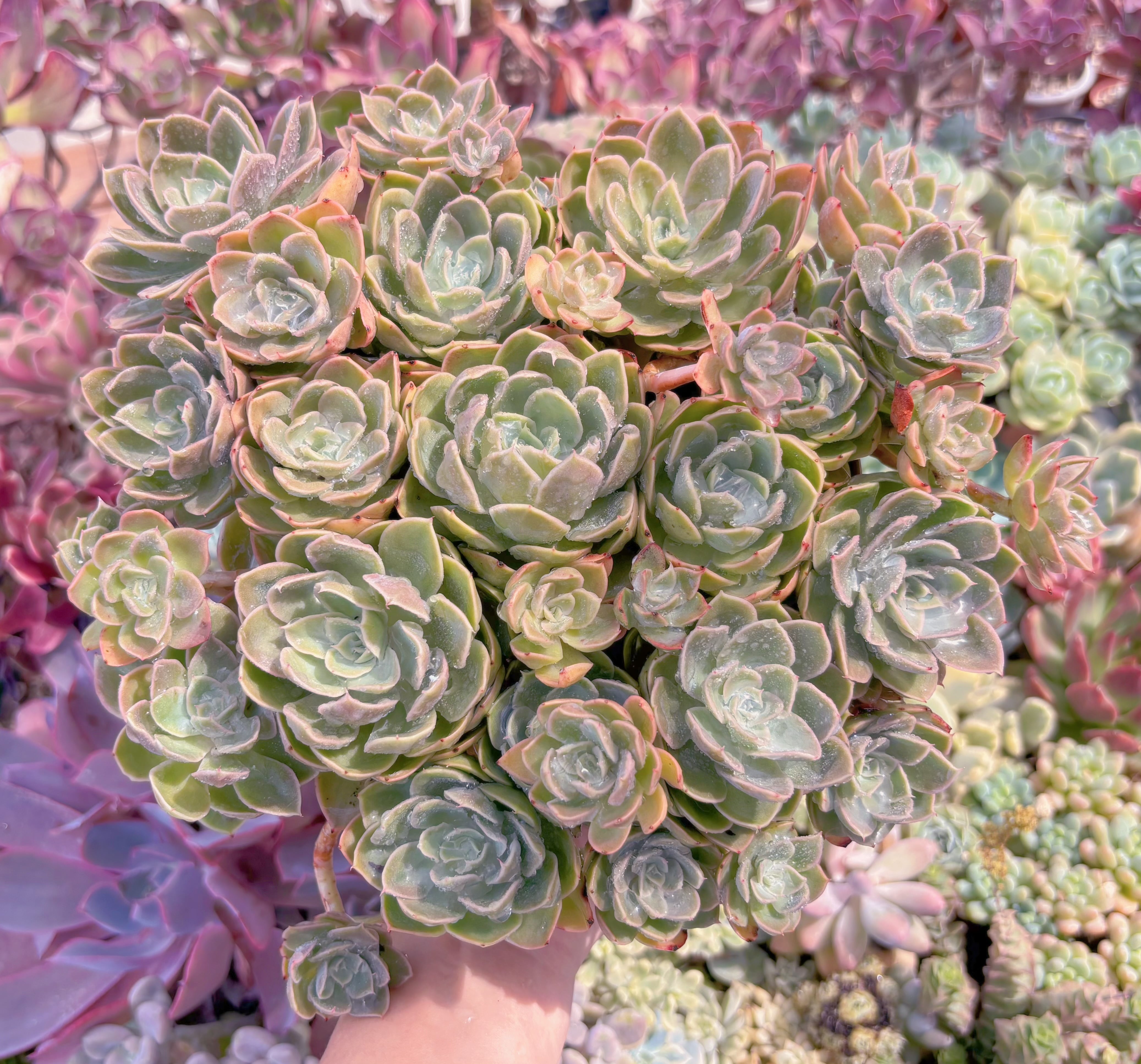 現品　silkveli#B67　特大群生　るる農園