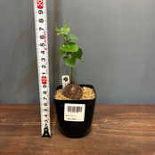 【新着3日限定10%OFF】ディオスコレア　エレファンティペス　亀甲竜【0582】